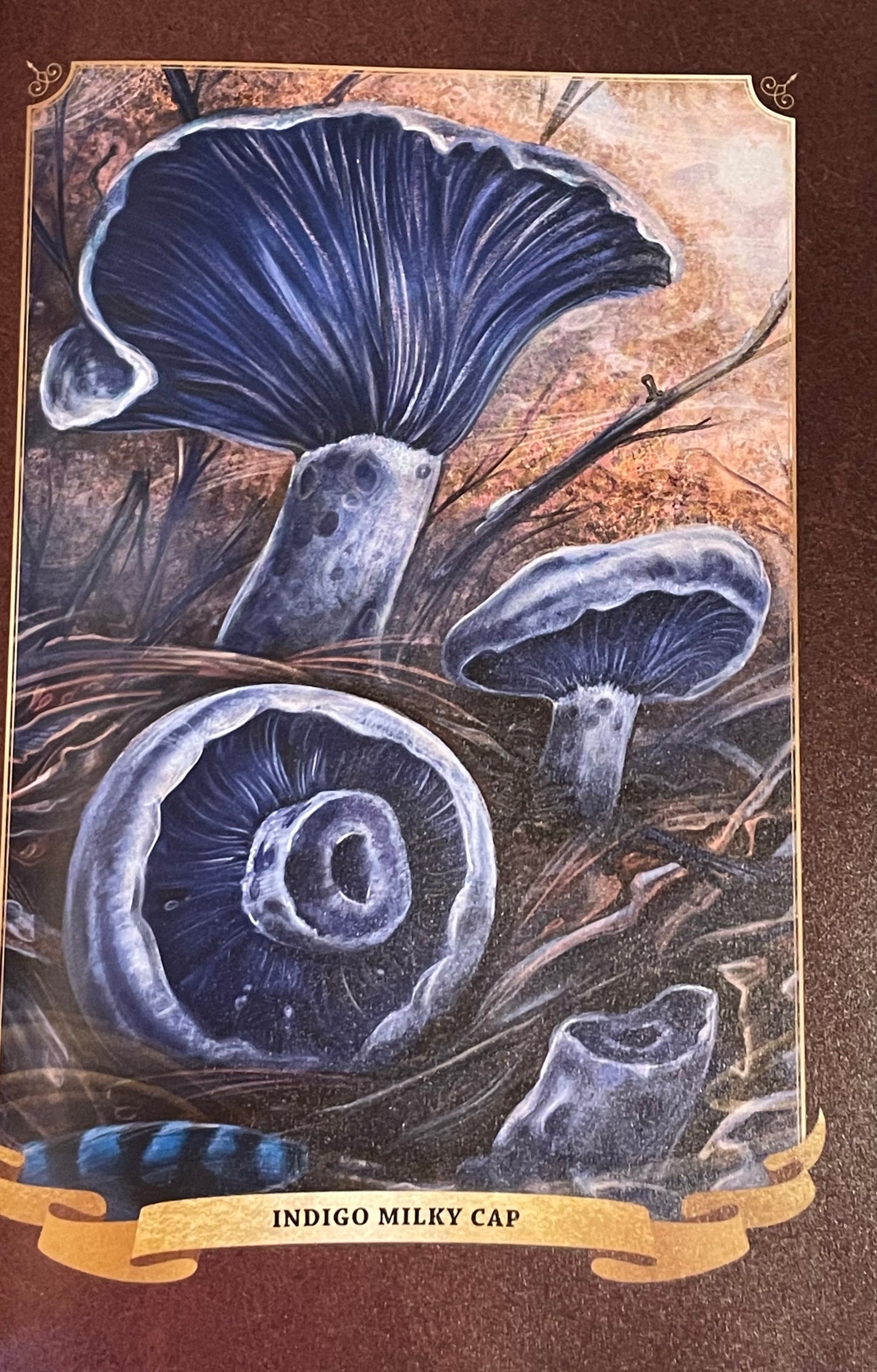 The Little Book of Mushrooms