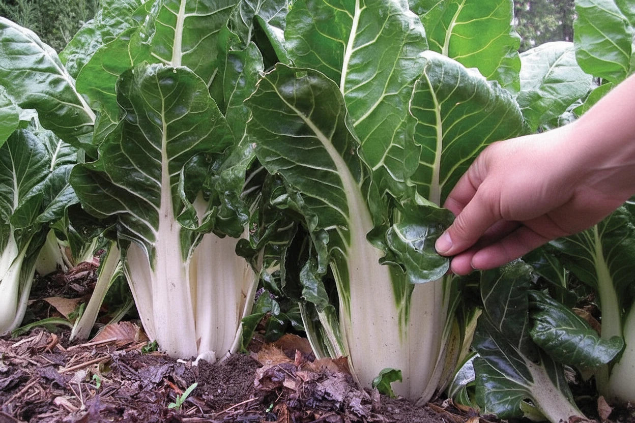 Swiss Chard Seeds Vegetable Organic Heirloom Seeds Non GMO Seeds Salad Greens Winter Spring Garden Gift Idea for Salad Lover Gardener Gift