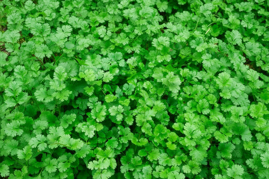 Coriander Cilantro Seeds Organic Non-GMO Heirloom Seeds Non GMO Easy to Grow Herbs Salad Greens Winter Spring Garden Gift Idea for Gardener