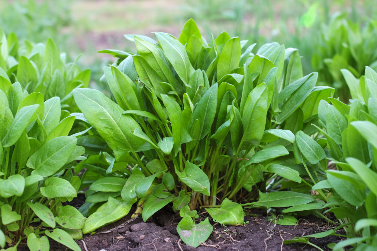 Sorrel Seeds Green Easy To Grow Organic Heirloom Seeds Perennial Non GMO Salad Seeds Winter Garden Gift Idea for Gardener Gift Spring Time