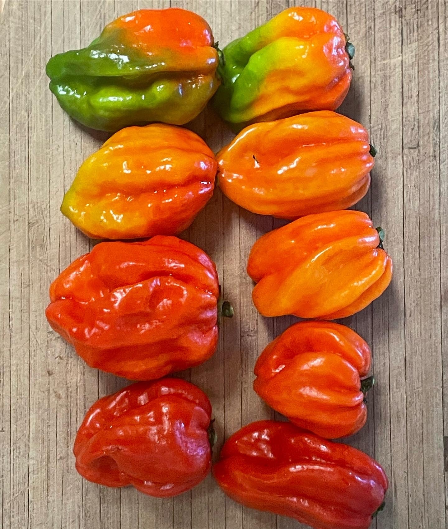 Scorpanero Hot Pepper Seeds