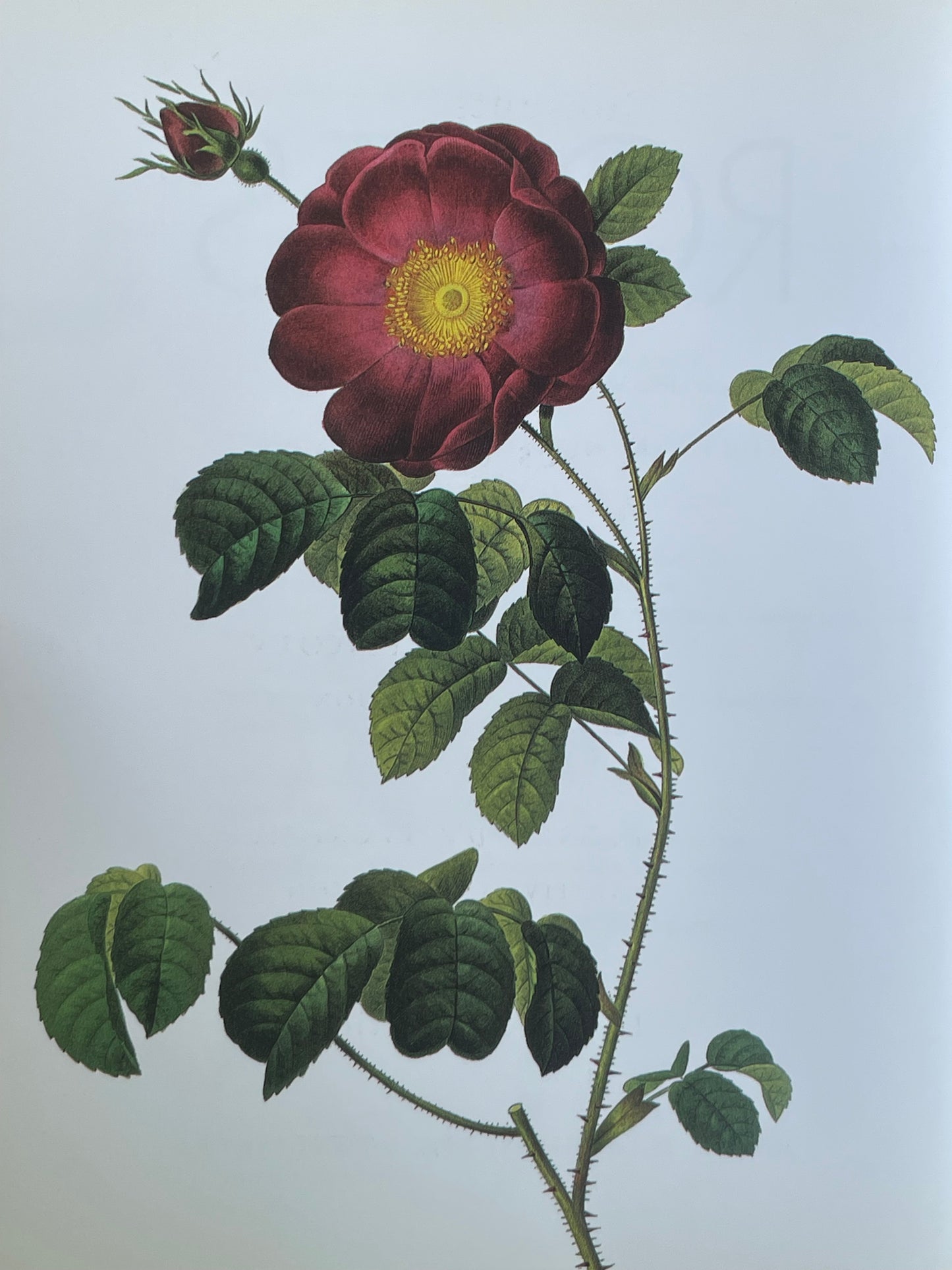 Roses from the Archives of the Royal Horticultural Society Book Rose Illustrations for Gardener of Roses Floral Enthusiast Gift Idea