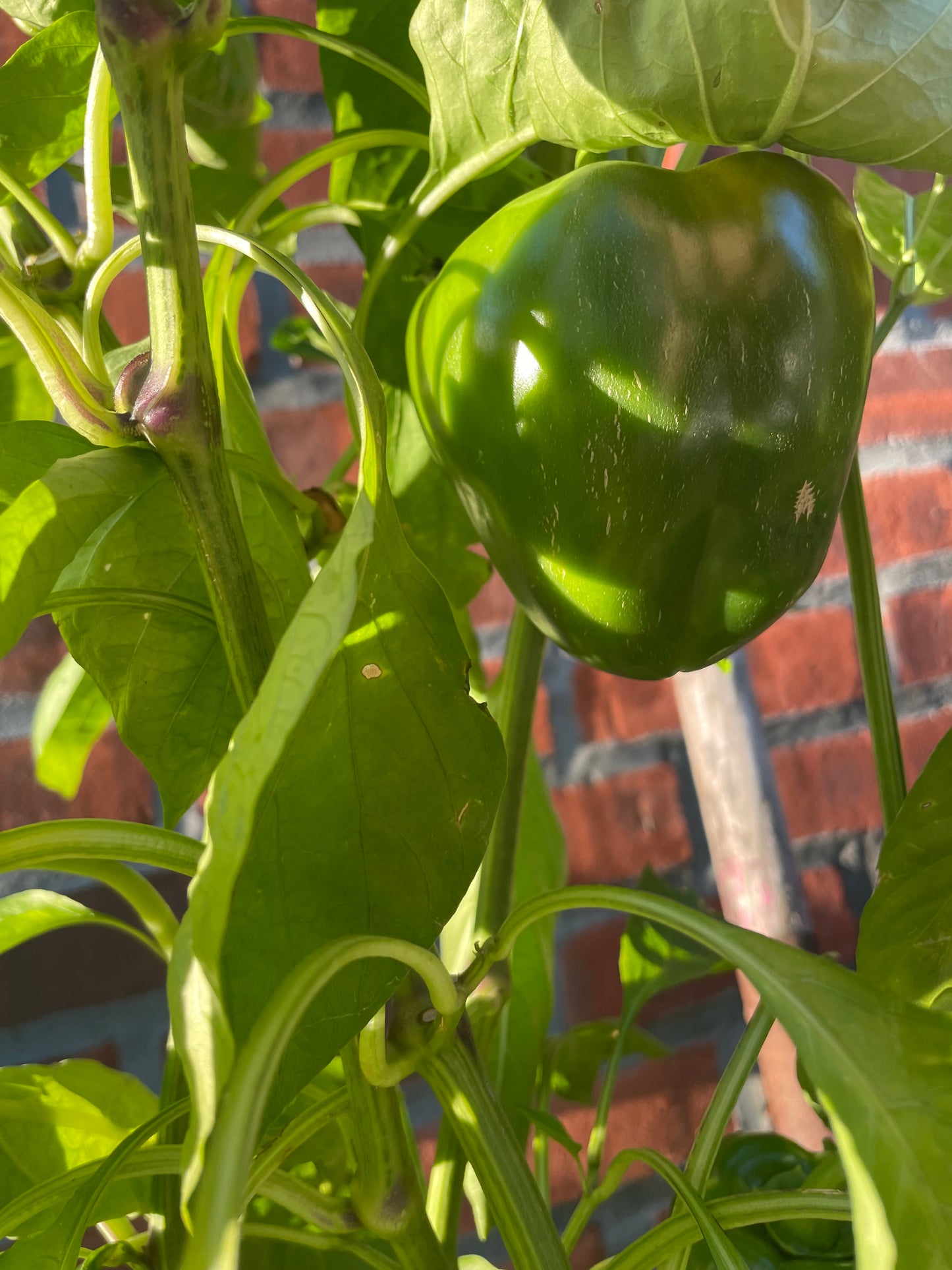 Sweet Green Pepper Seeds