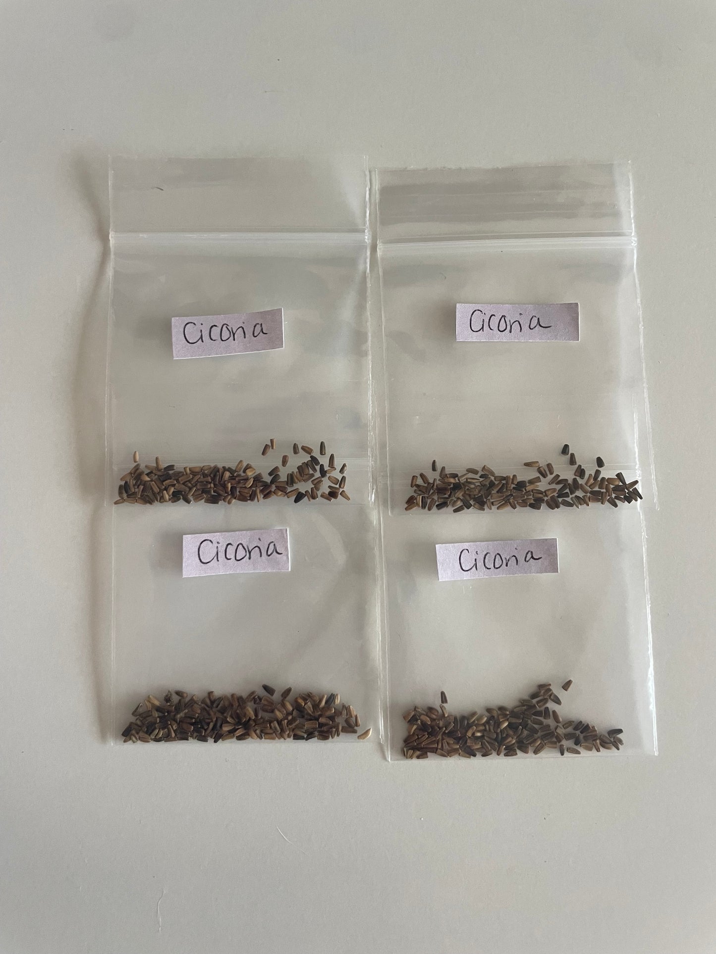 Cicoria Seeds Italian Chicory Organic Non-GMO Heirloom Seeds Non GMO Easy to Grow Salad Greens Winter Spring Garden Gift Idea for Gardener