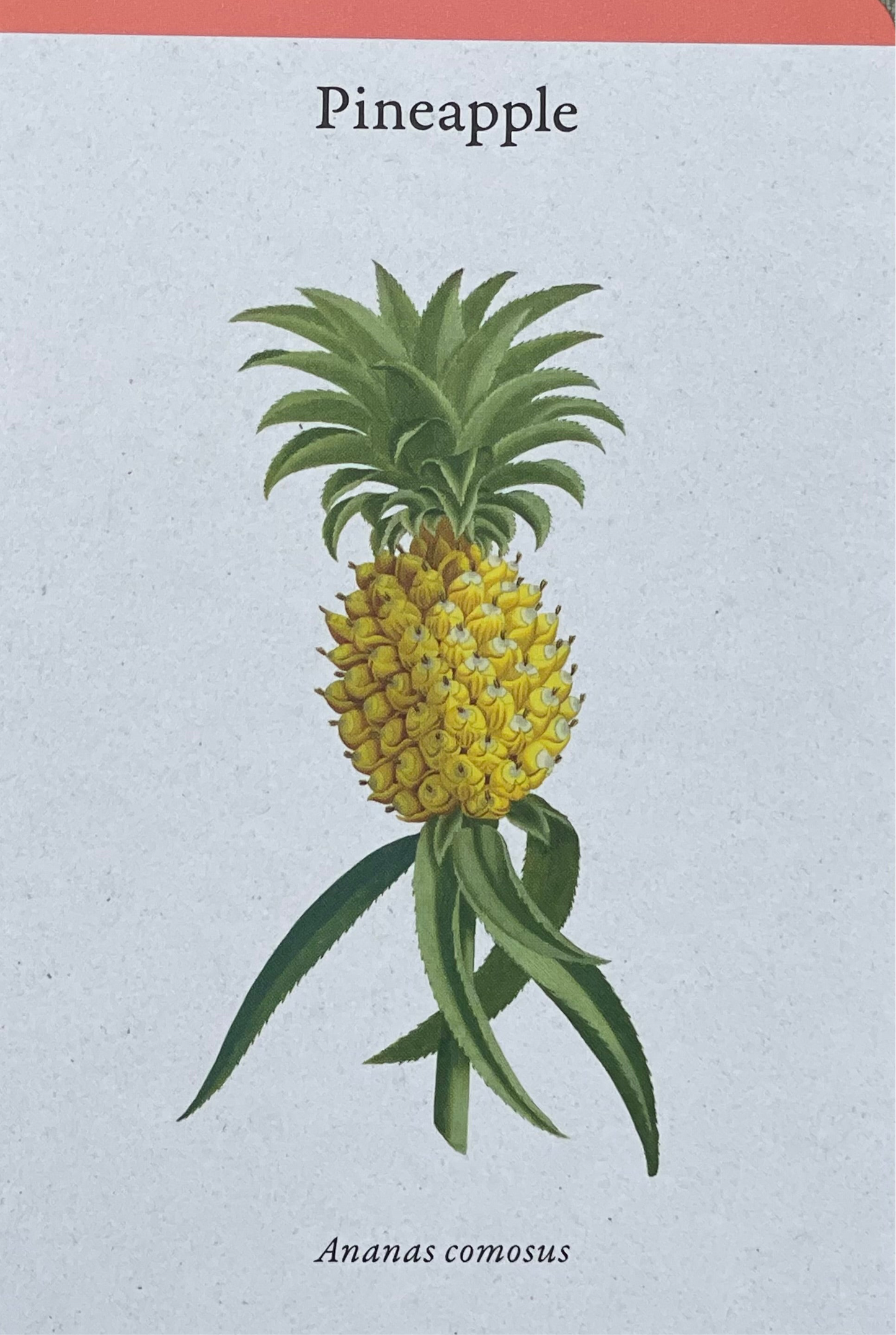 A Home Full of House Plants - A Practical Card Deck by Kay Maguire - Royal Botanic Gardens Kew