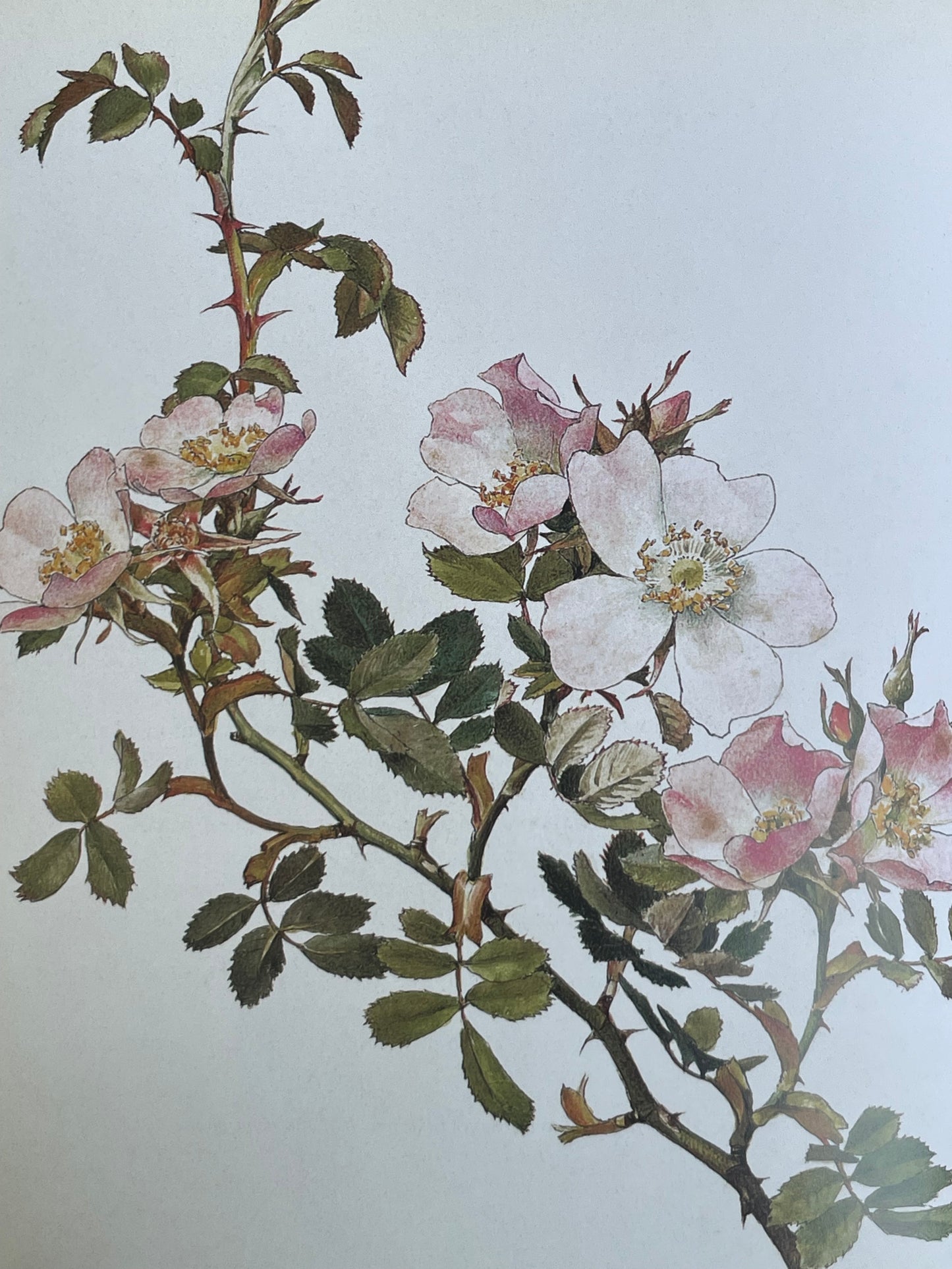 Roses from the Archives of the Royal Horticultural Society Book Rose Illustrations for Gardener of Roses Floral Enthusiast Gift Idea