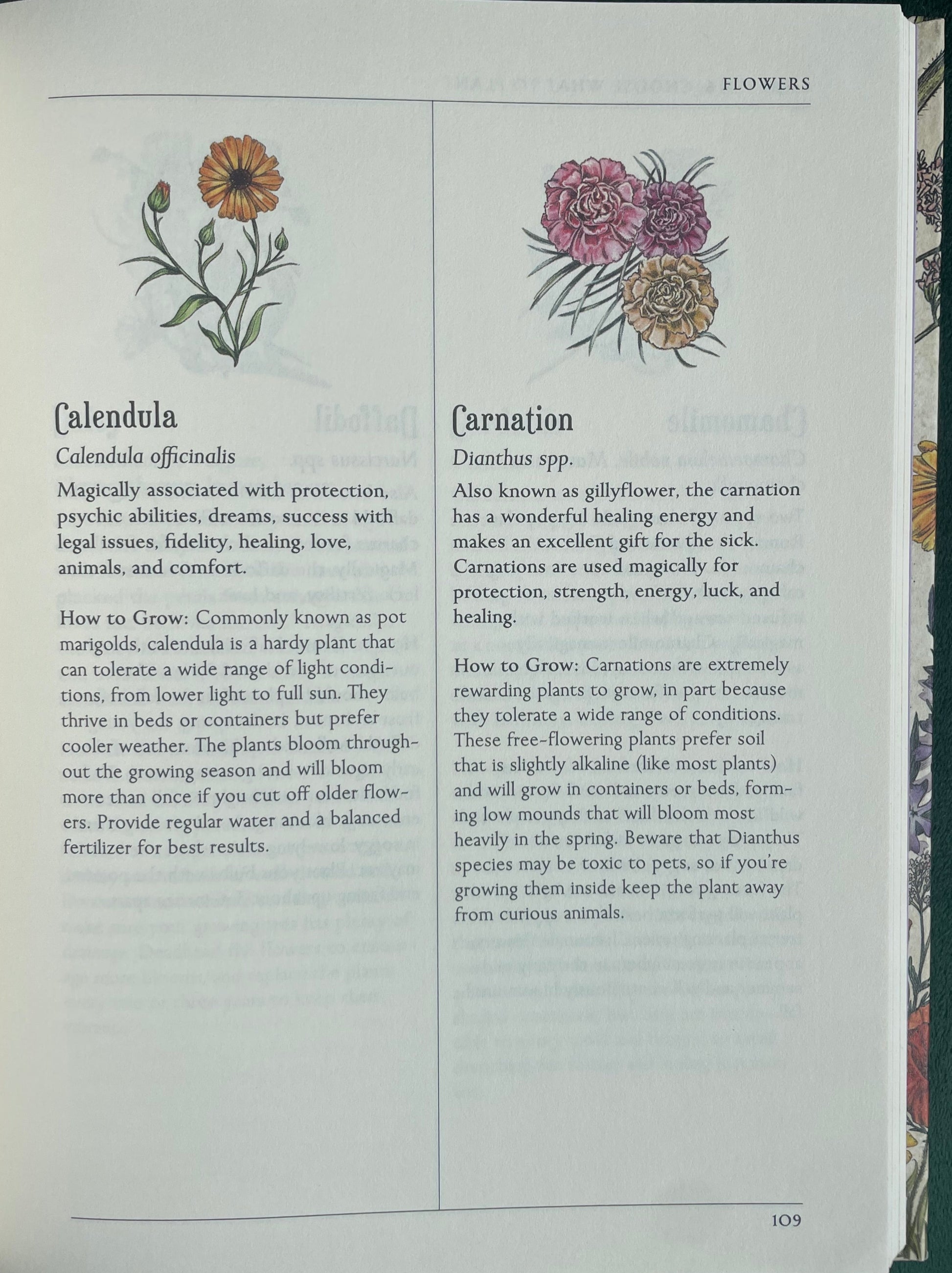 Calendula, Carnation - Green Witch's Garden - Your Complete guide to creating & cultivating a magical garden space