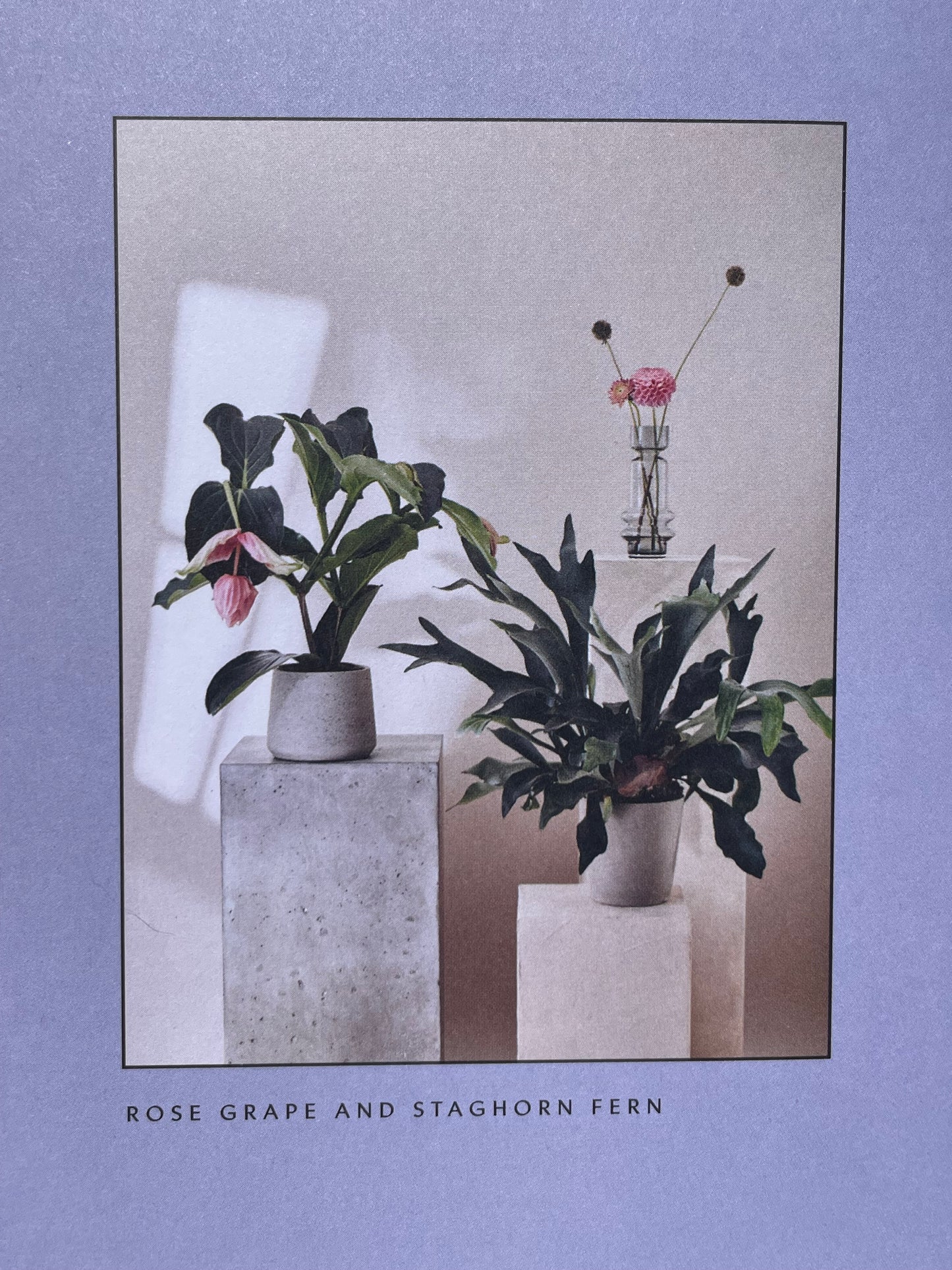 Medicinal Plants Healing Power of Plants Hero Houseplants That Will Love You Back Hardcover Gardener Gift Idea Coffee Table Book Plant Lover