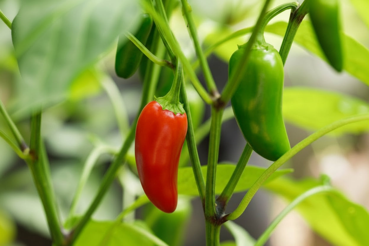 Jalapeño Hot Pepper Seeds