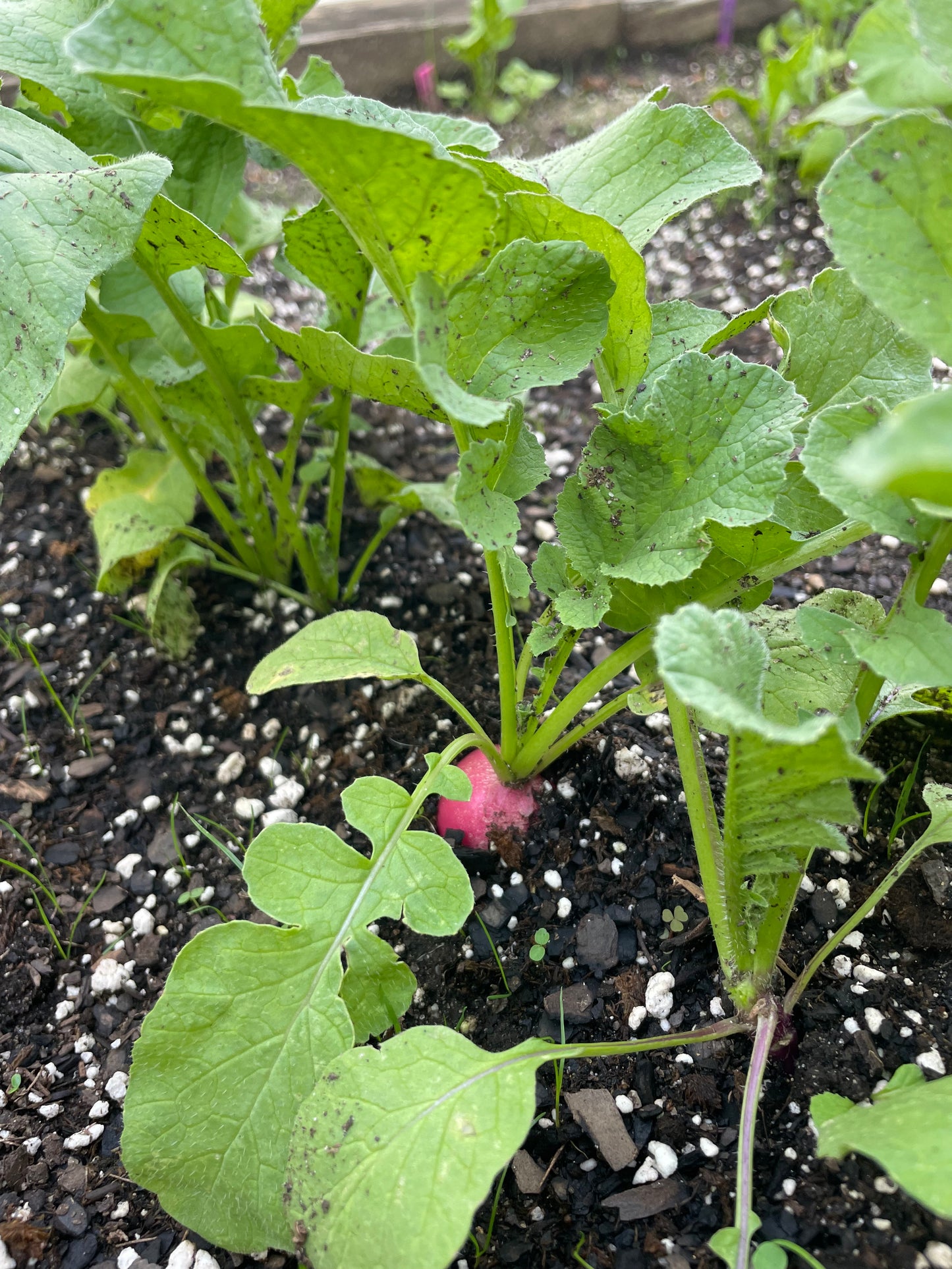 Cherry Giant Radish Seeds Heirloom Organic Vegetable Seeds Non GMO Organic Seeds Garden Gift Idea Spring Seeds for Gardener Veggie Lover