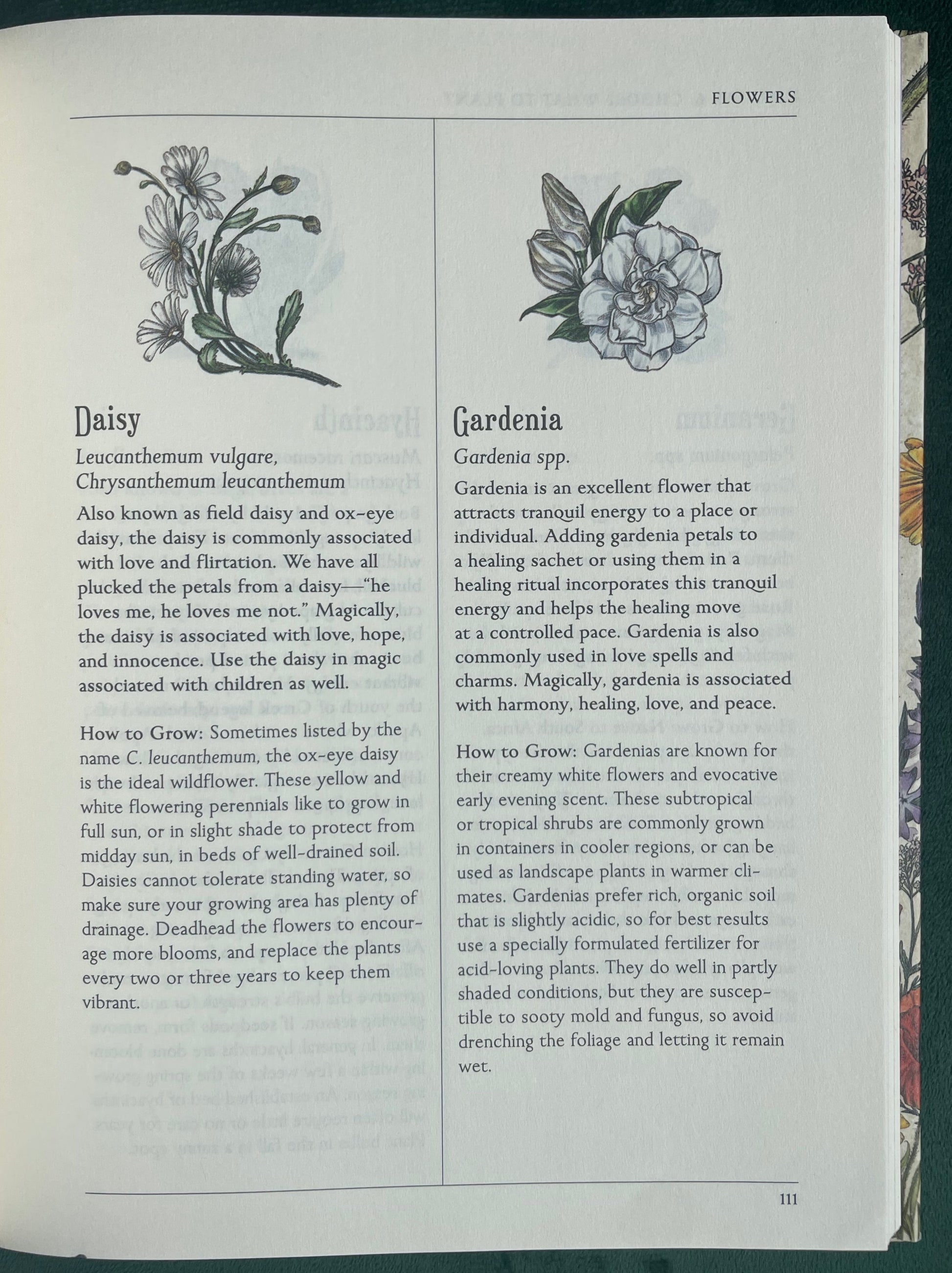 Daisy, Gardenia - Green Witch's Garden - Your Complete guide to creating & cultivating a magical garden space