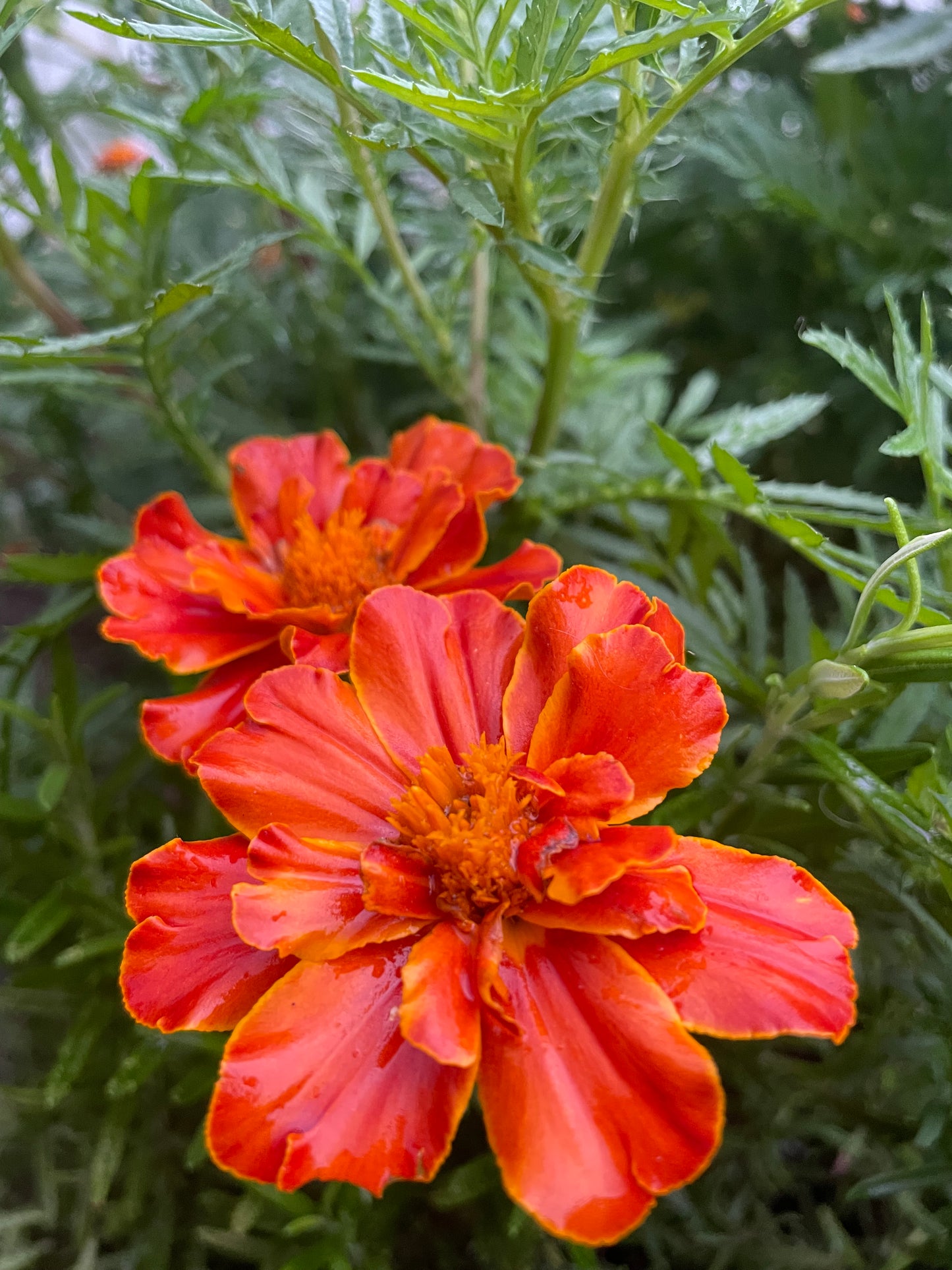 Organic Heirloom Marigold Flower Seeds Annual Edible Flower Seed Pack Insect Repelling Bee attracting Garden Gift Idea Pollinator Non GMO