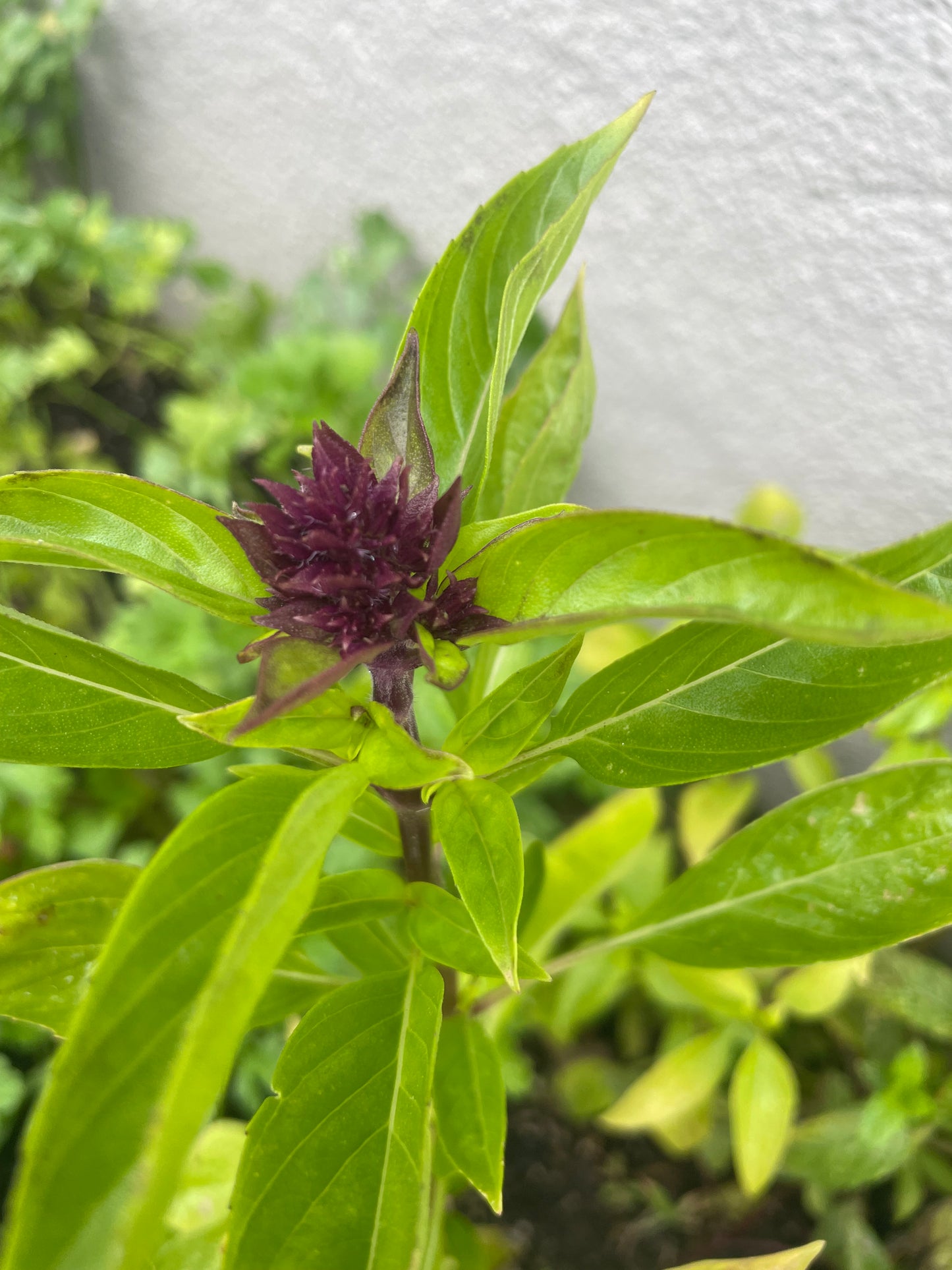 Heirloom Thai Basil Seeds Organic Non GMO Herb Seeds Spring Garden Gift Idea for Herbal Gardener Culinary Herb Seeds Asian Sweet Basil