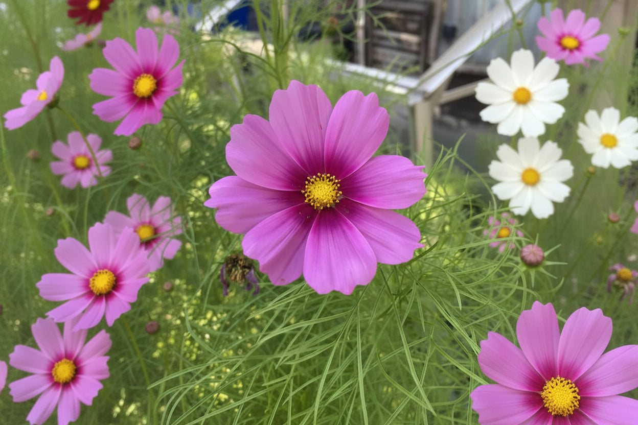 Cosmos Flower Seeds Organic Heirloom Garden Gift Idea Flower Seeds Cosmos Annual Flower Pollinator Friendly Flower Seeds Non-GMO Cosmo Seeds