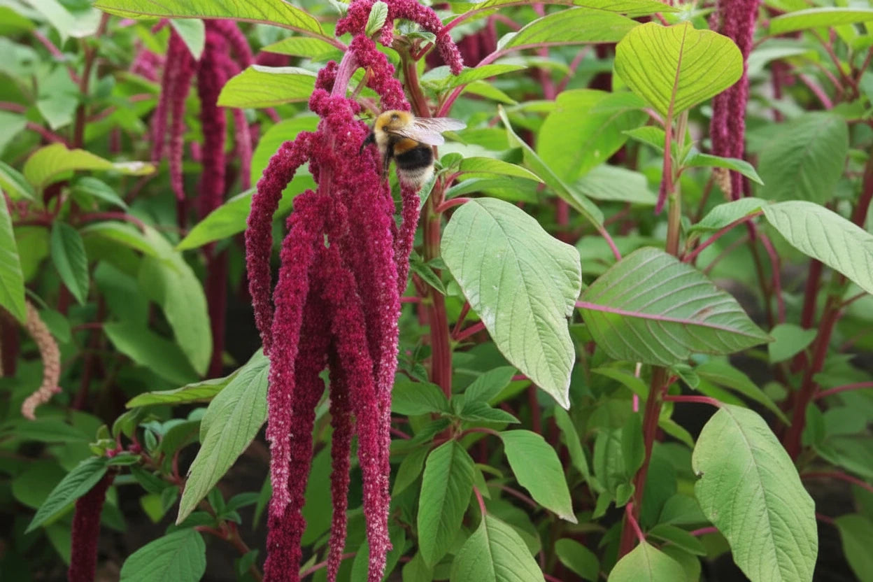 Amaranthus Flower Seeds Organic Heirloom Love Lies Bleeding Purple Flower Garden Gift Idea Flower Seeds Annual Flower Seeds Non-GMO Spring