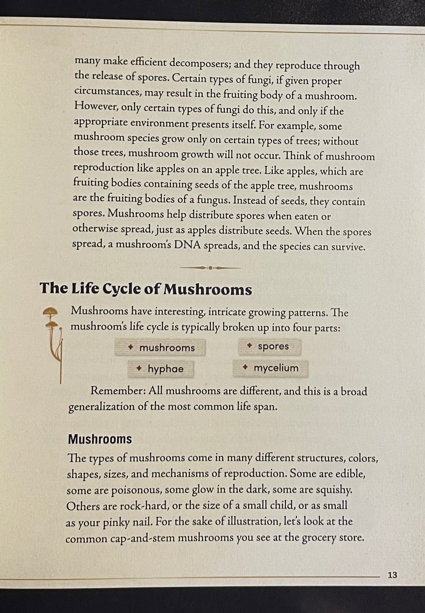 The life cycle of mushrooms