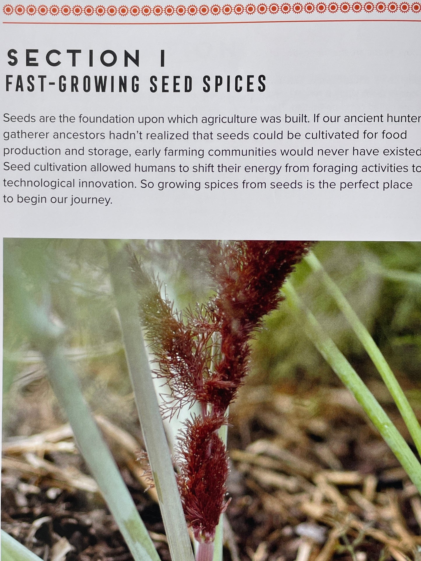 How to Grow Your Own Spices Cookbook Herb and Spice Remedy Recipe Book Housewarming Gift for Cook Herbal Enthusiast Present Idea Gardener