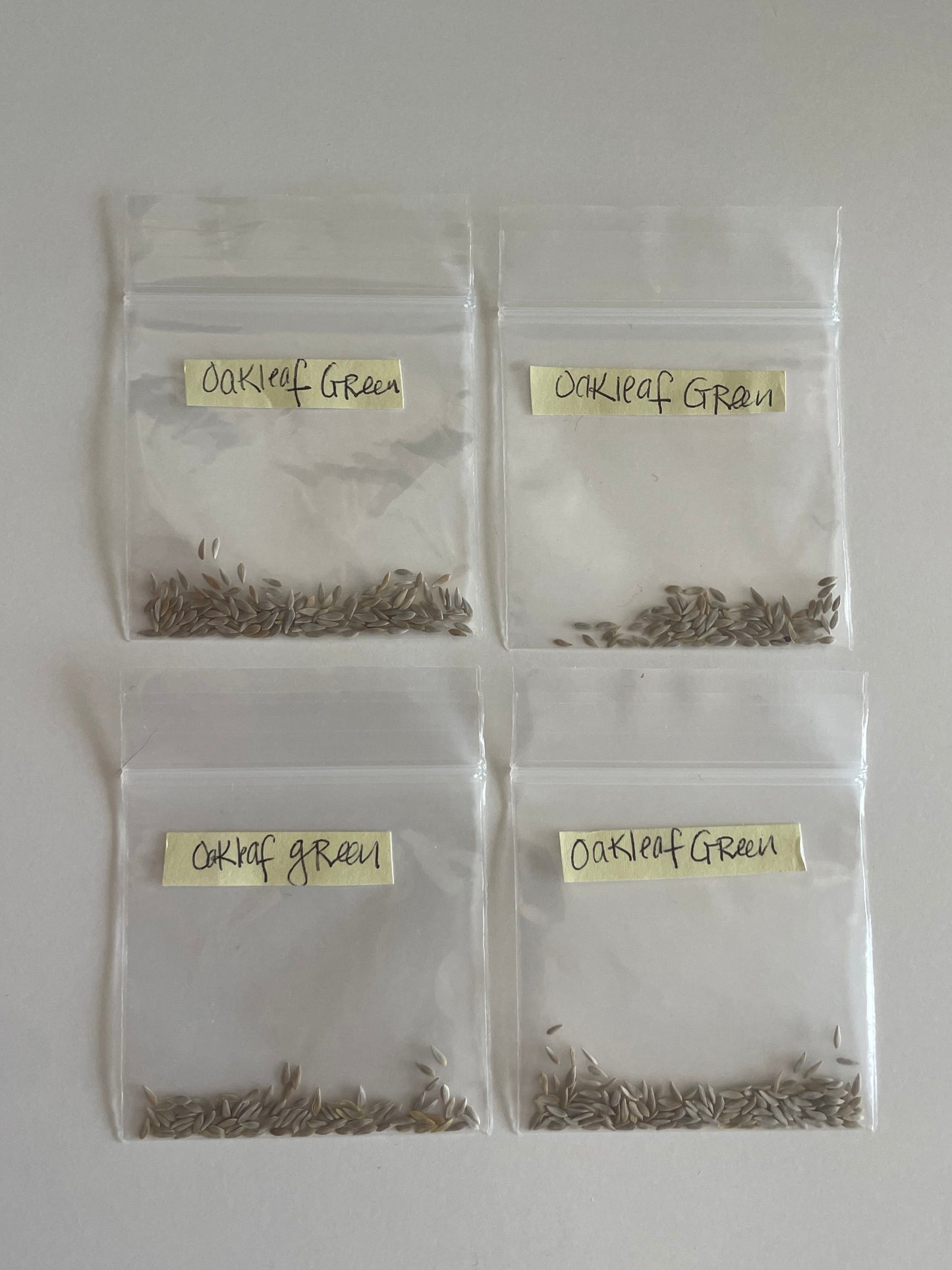 Oakleaf Green Lettuce Seeds Organic Green Lettuce Heirloom Seeds Non GMO Salad Greens Winter Spring Garden Gift Idea for Salad Lover Gardener