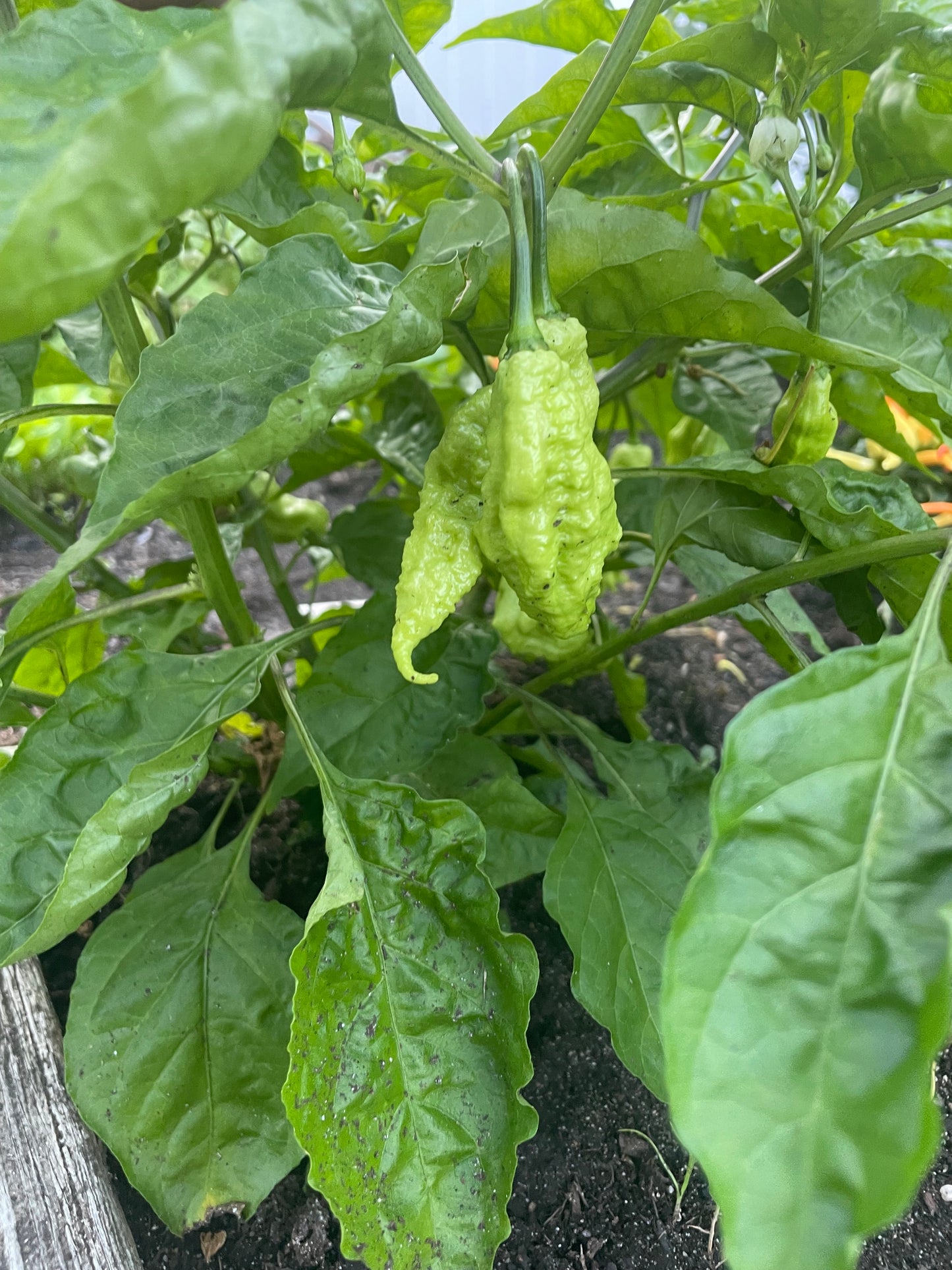 Reaper x Jay's Peach Ghost Scorpion