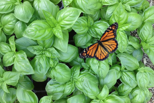 Italian Basil Seeds - Non GMO Organic Seeds - Herb Garden Seeds