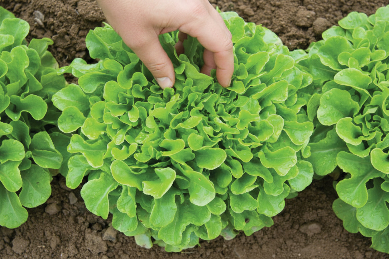 Oakleaf Green Lettuce Seeds Organic Green Lettuce Heirloom Seeds Non GMO Salad Greens Winter Spring Garden Gift Idea for Salad Lover Gardener