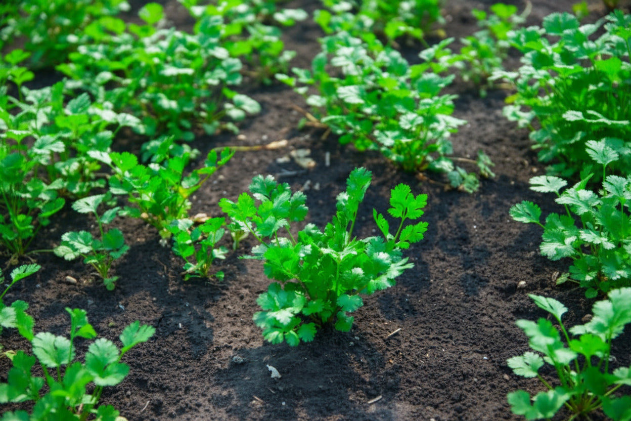 Coriander Cilantro Seeds Organic Non-GMO Heirloom Seeds Non GMO Easy to Grow Herbs Salad Greens Winter Spring Garden Gift Idea for Gardener