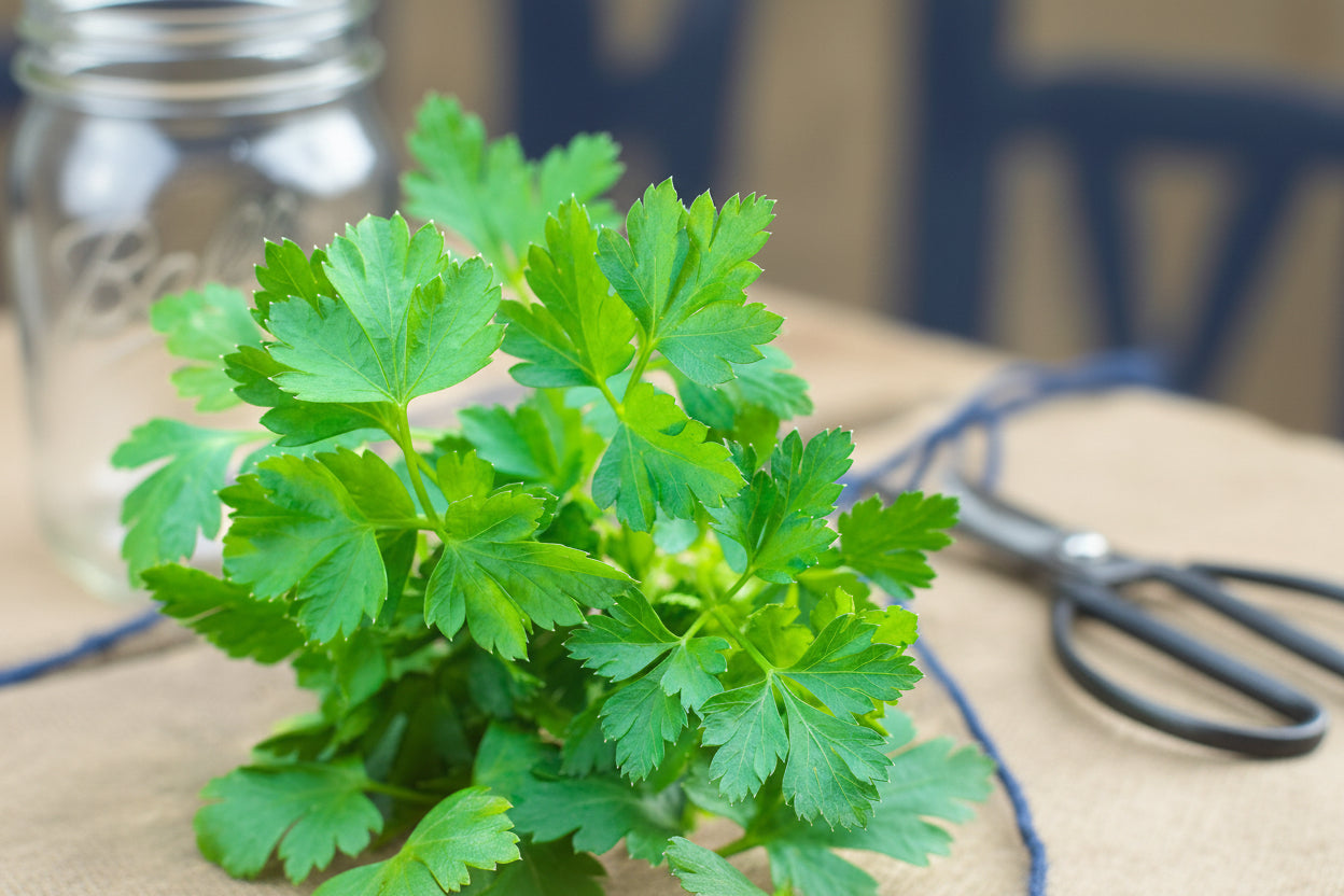 Italian Flat Leaf Parsley Organic Non GMO Green Salad Seeds from Italy Fall Winter Lettuce Crop Garden Gift Healthy eating