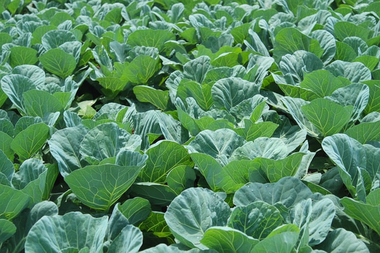 Georgia Southern Collard Seeds Organic Green Lettuce Heirloom Seeds Non GMO Salad Greens Winter Spring Garden Gift Idea for Salad Lover Gardener (Copy)