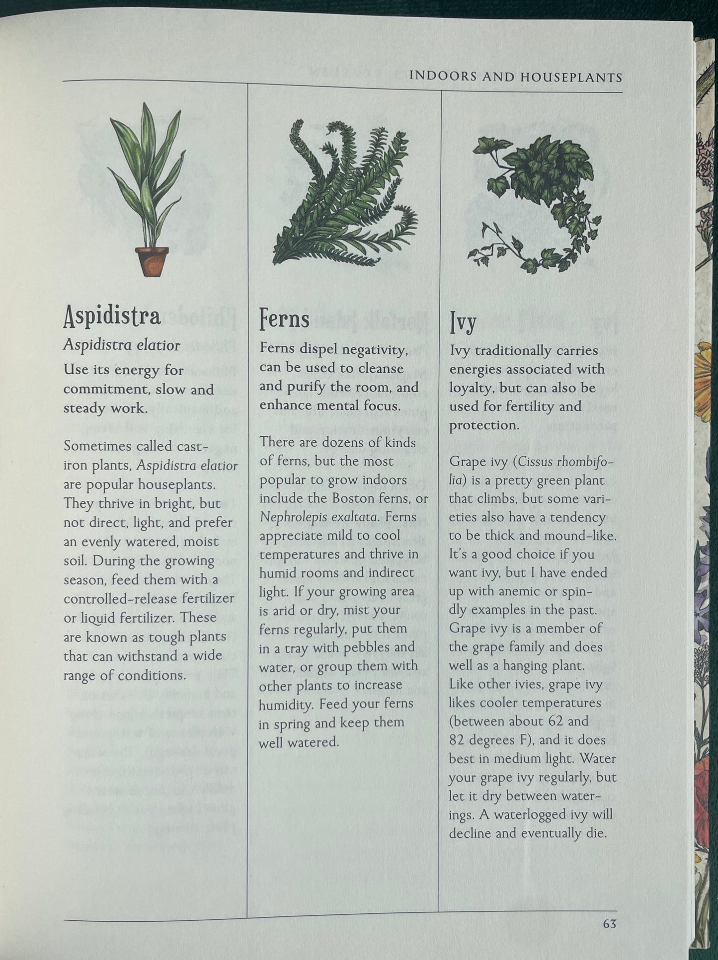 Green Witch's Garden - Your Complete guide to creating & cultivating a magical garden space: Aspidistra, Ferns, ivy