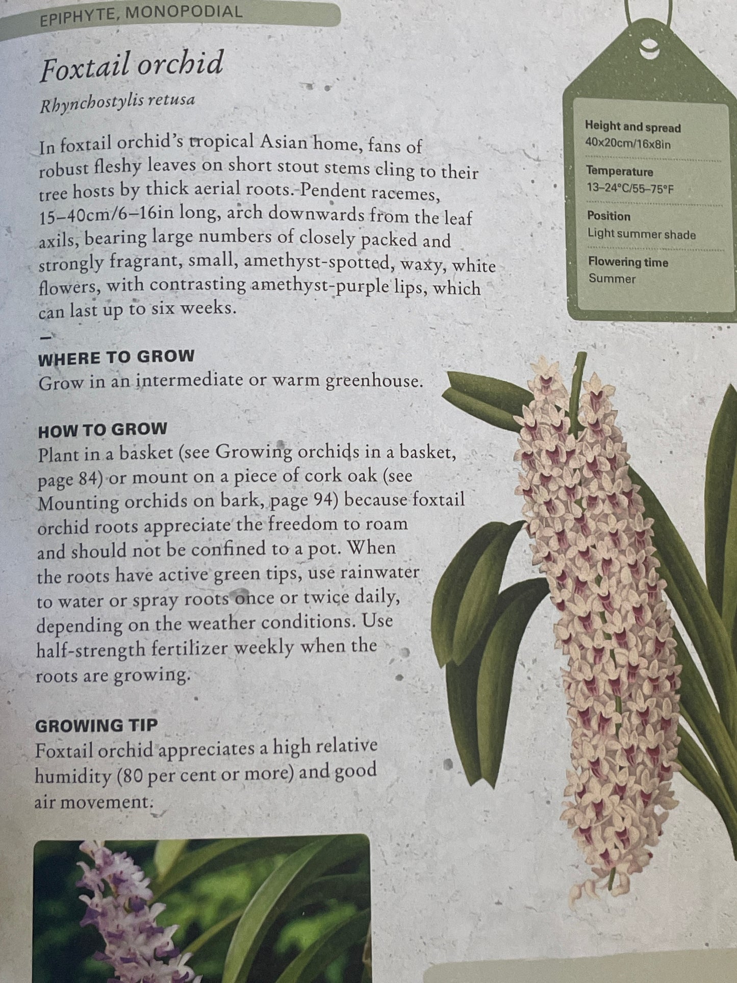 The Kew Gardener’s Guide to Growing Orchids - The Art and Science to Grow your Own Orchids Gardening Book Foxtail Orchid