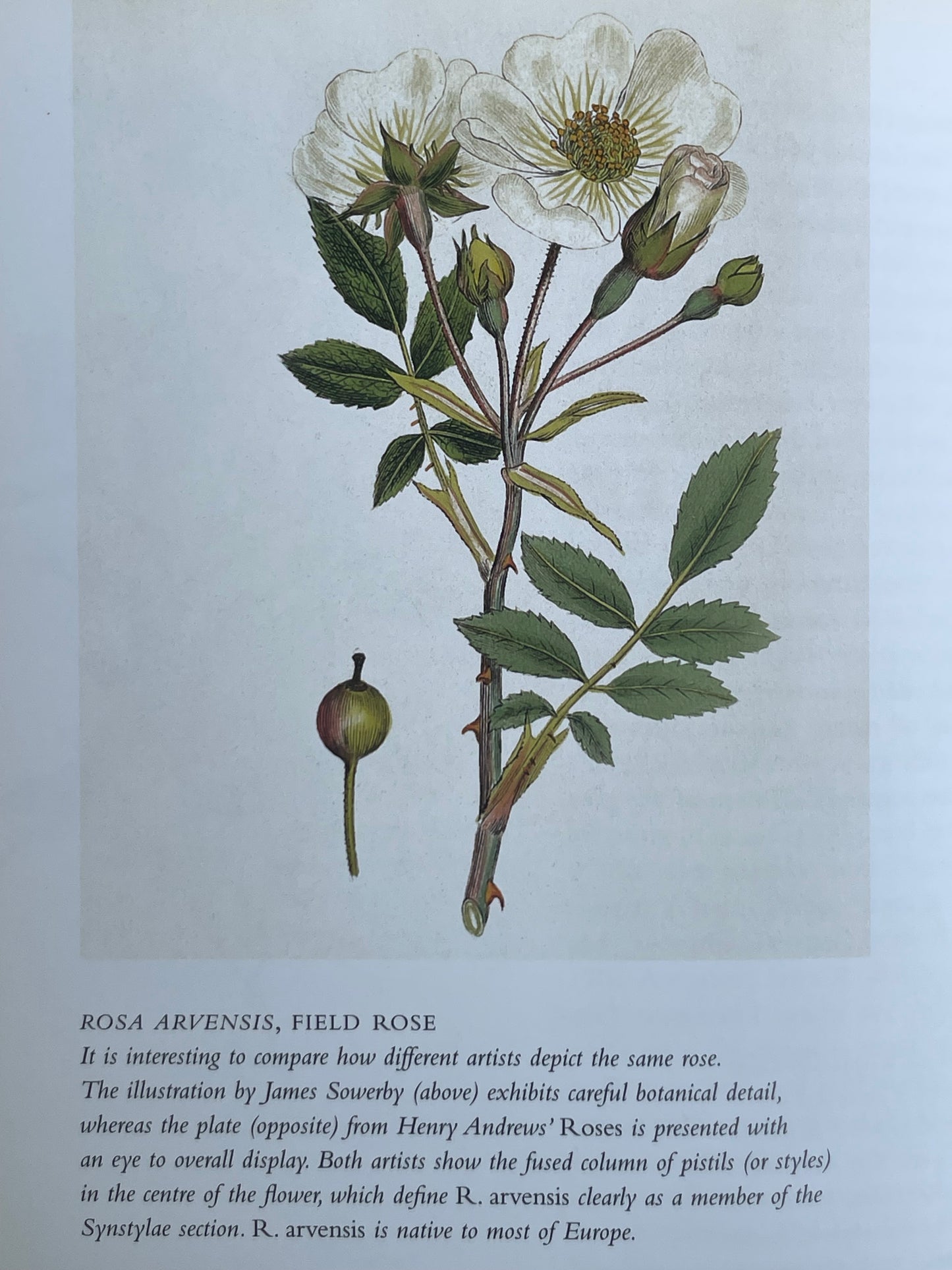 Roses from the Archives of the Royal Horticultural Society Book Rose Illustrations for Gardener of Roses Floral Enthusiast Gift Idea