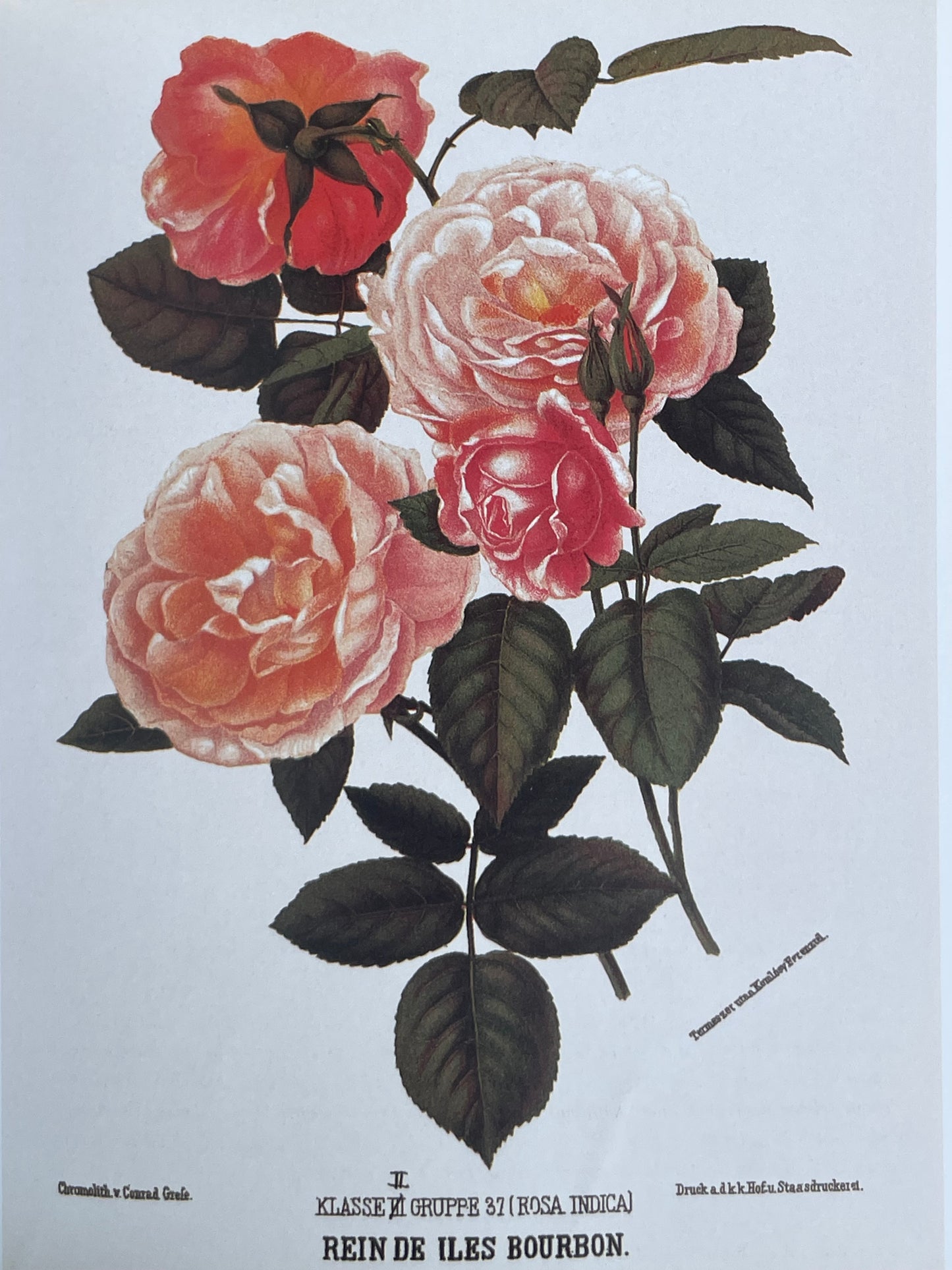 Roses from the Archives of the Royal Horticultural Society Book Rose Illustrations for Gardener of Roses Floral Enthusiast Gift Idea