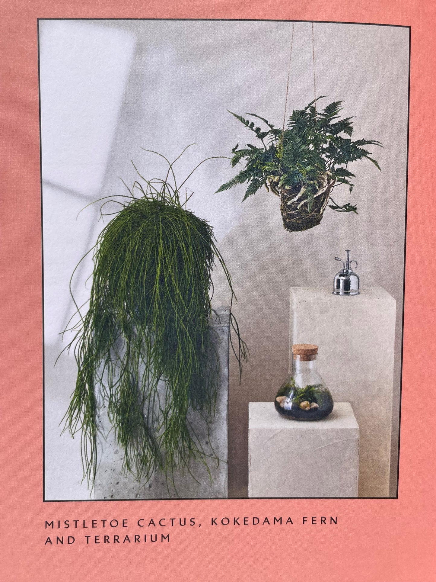 Medicinal Plants Healing Power of Plants Hero Houseplants That Will Love You Back Hardcover Gardener Gift Idea Coffee Table Book Plant Lover