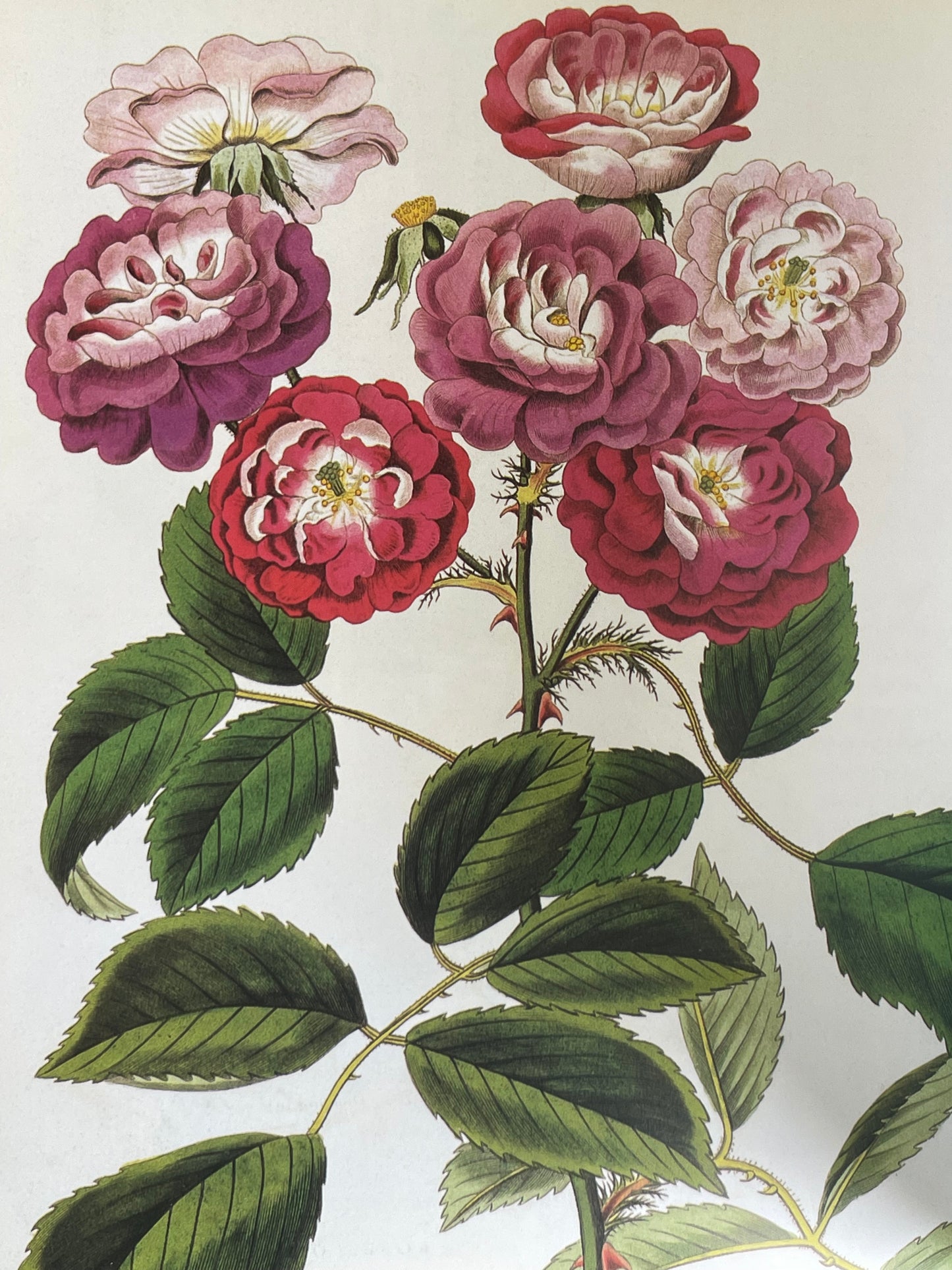 Roses from the Archives of the Royal Horticultural Society Book Rose Illustrations for Gardener of Roses Floral Enthusiast Gift Idea