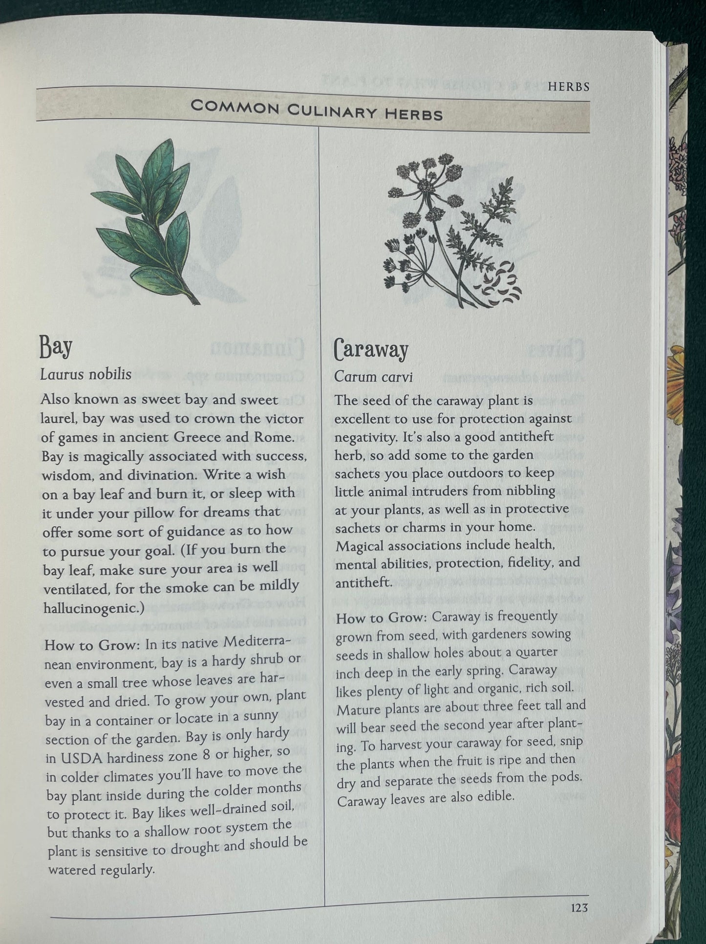 Bay, Caraway - Green Witch's Garden - Your Complete guide to creating & cultivating a magical garden space