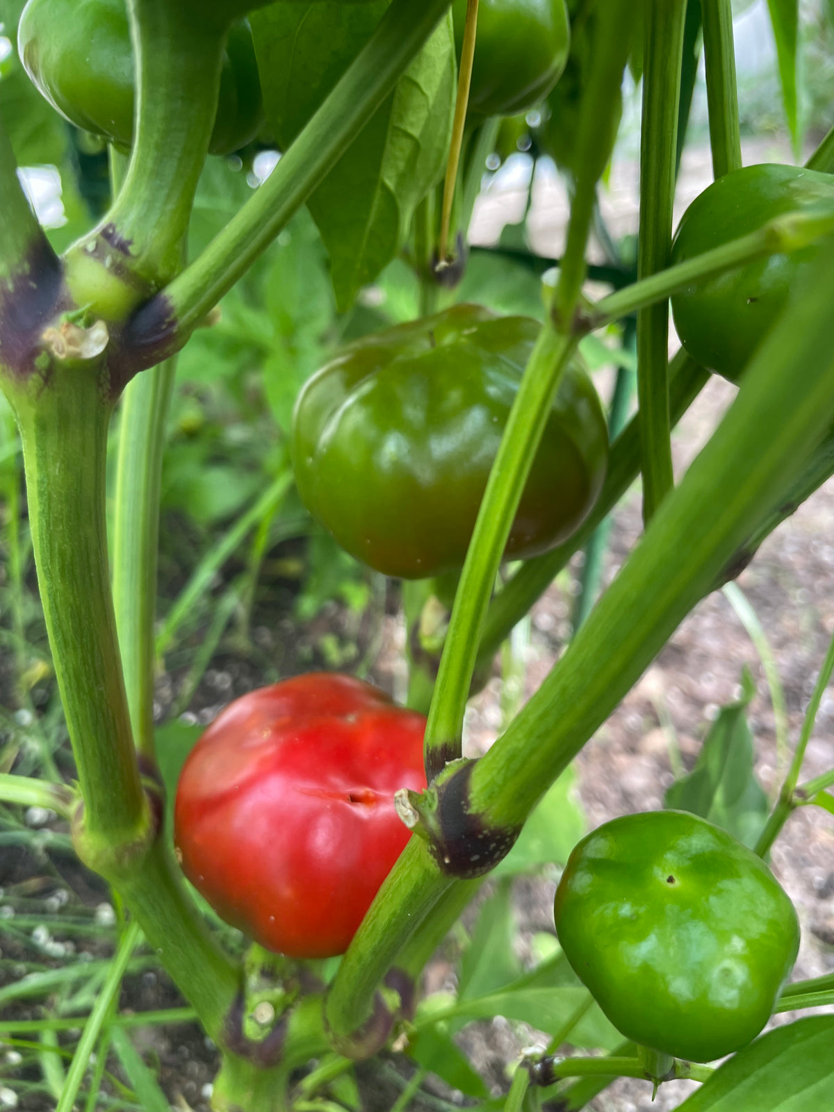 Mystery Pack of Hot Pepper Seeds
