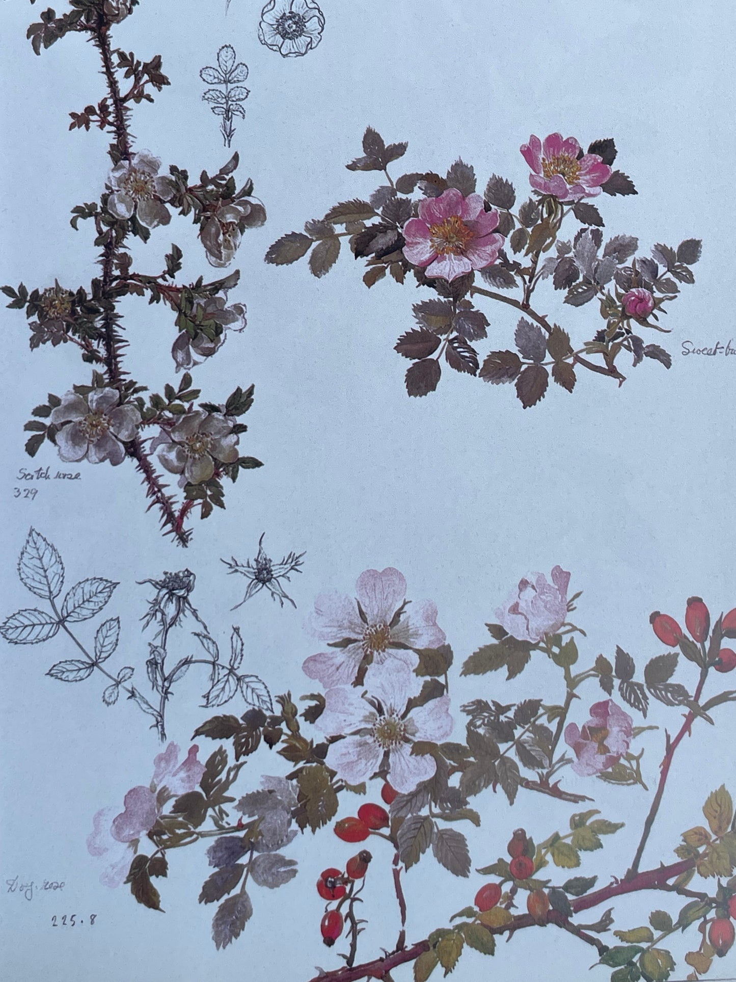 Roses from the Archives of the Royal Horticultural Society Book Rose Illustrations for Gardener of Roses Floral Enthusiast Gift Idea