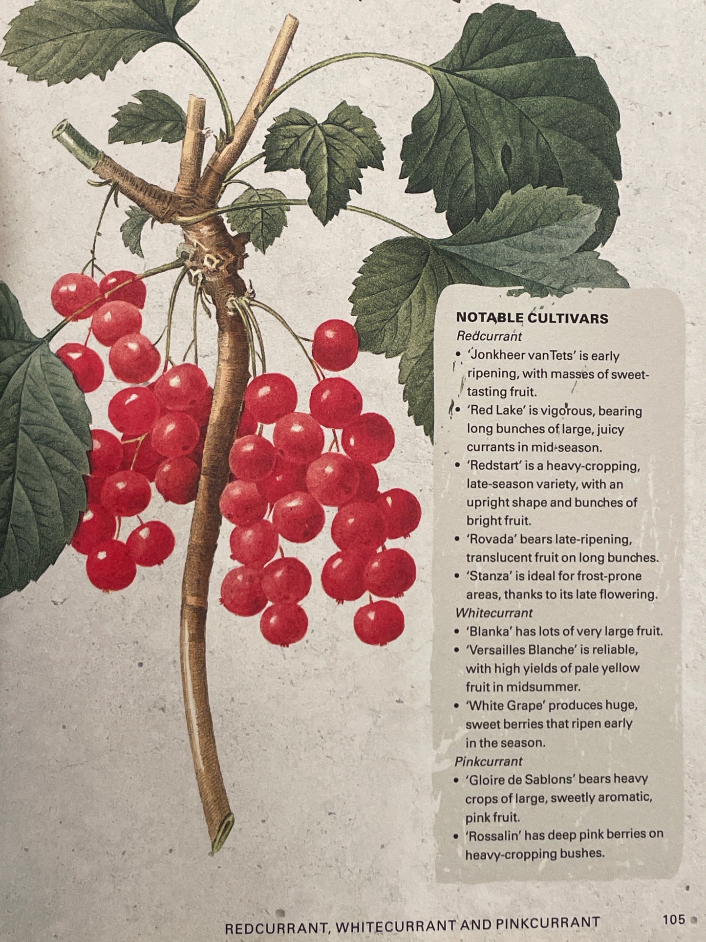 The Kew Gardener's Guide to Growing Fruit by Kay Maguire