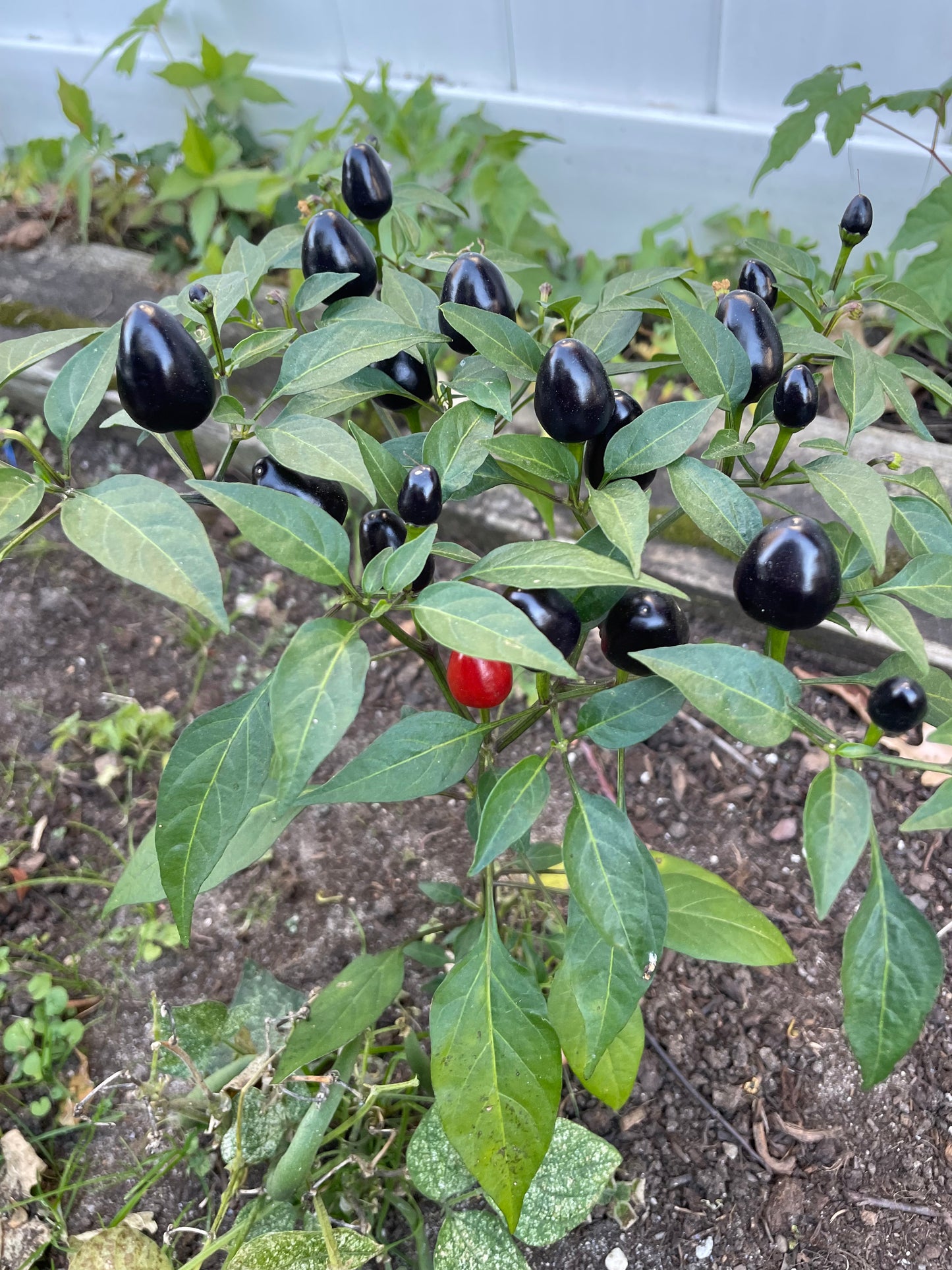 Black Prince Hot Pepper Seeds