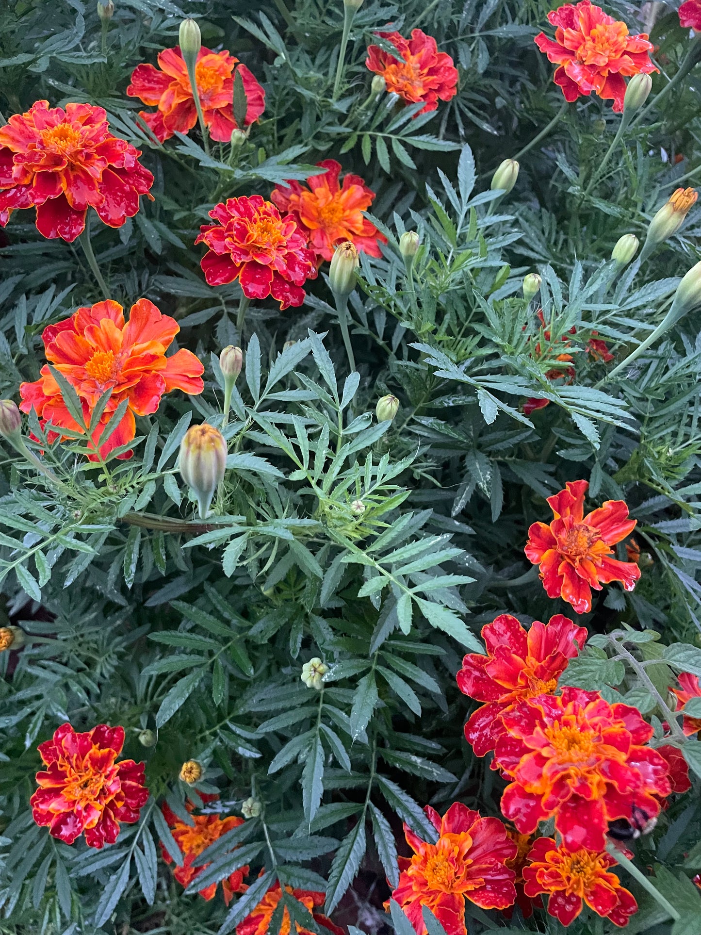 Organic Heirloom Marigold Flower Seeds Annual Edible Flower Seed Pack Insect Repelling Bee attracting Garden Gift Idea Pollinator Non GMO