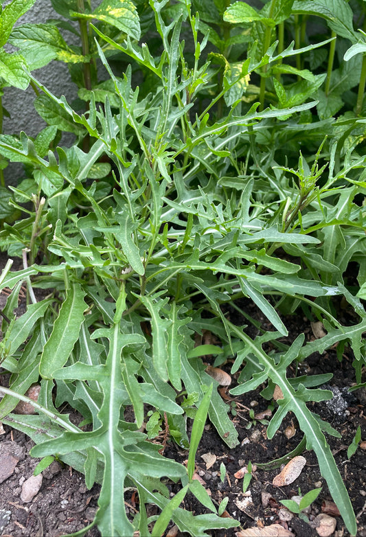 Arugula Seeds - Arugula Selvatica Non GMO Organic Seeds