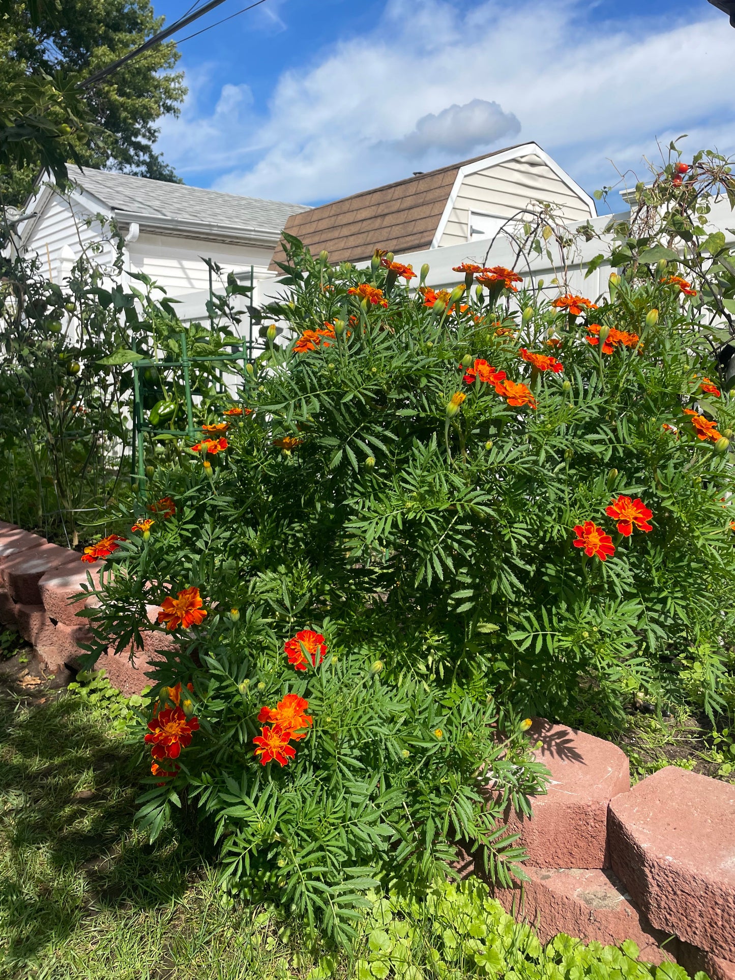 Organic Heirloom Marigold Flower Seeds Annual Edible Flower Seed Pack Insect Repelling Bee attracting Garden Gift Idea Pollinator Non GMO