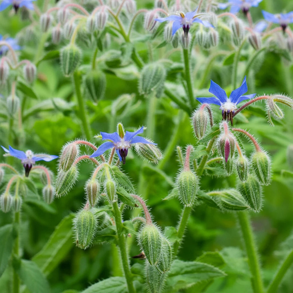 Borage Blue Star Flower Seeds Heirloom Non GMO Made in the USA Easy to Grow