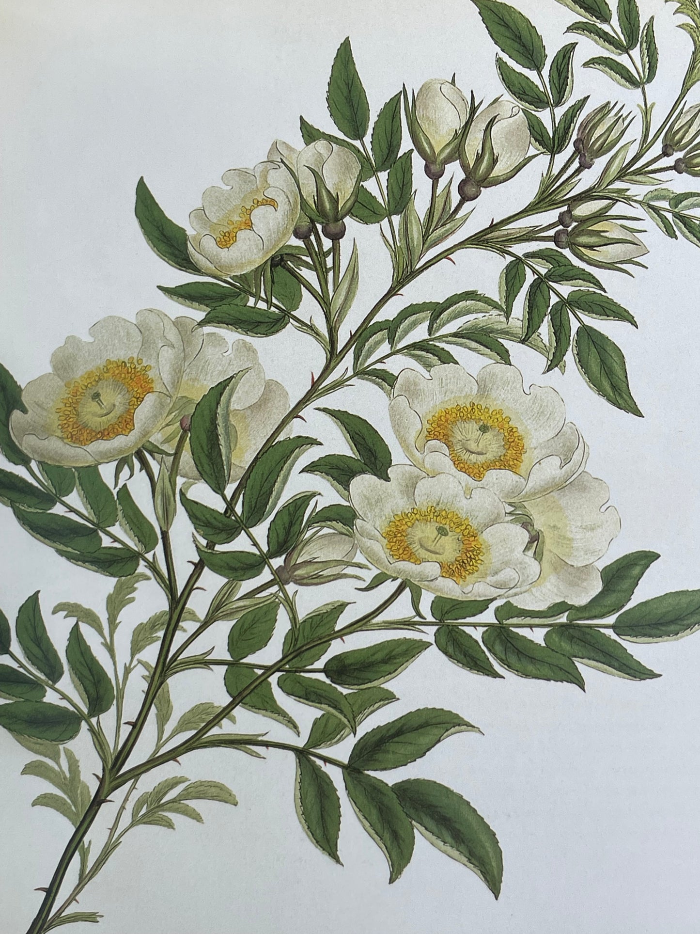 Roses from the Archives of the Royal Horticultural Society Book Rose Illustrations for Gardener of Roses Floral Enthusiast Gift Idea