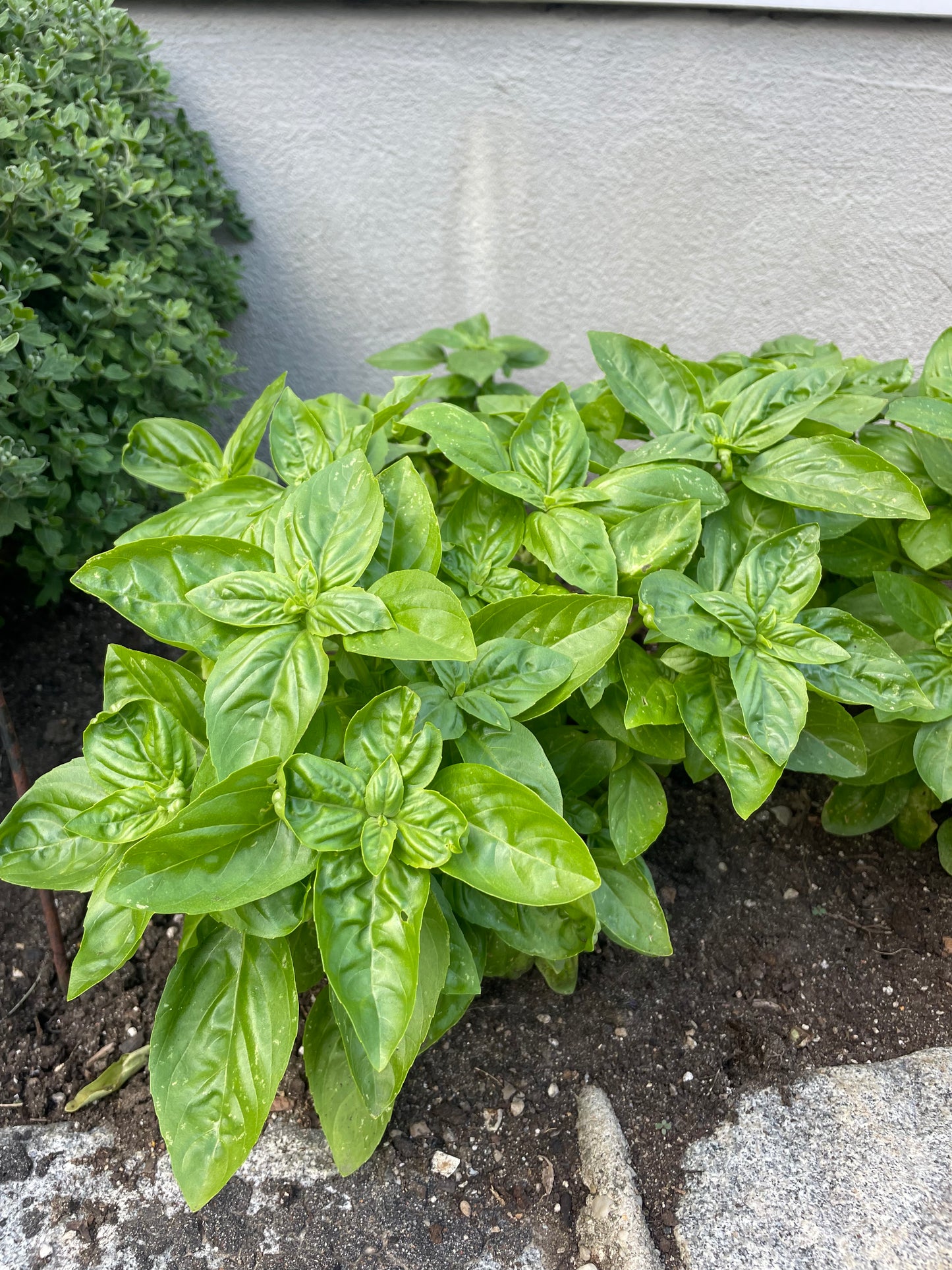 Italian Basil Seeds - Non GMO Organic Seeds - Herb Garden Seeds