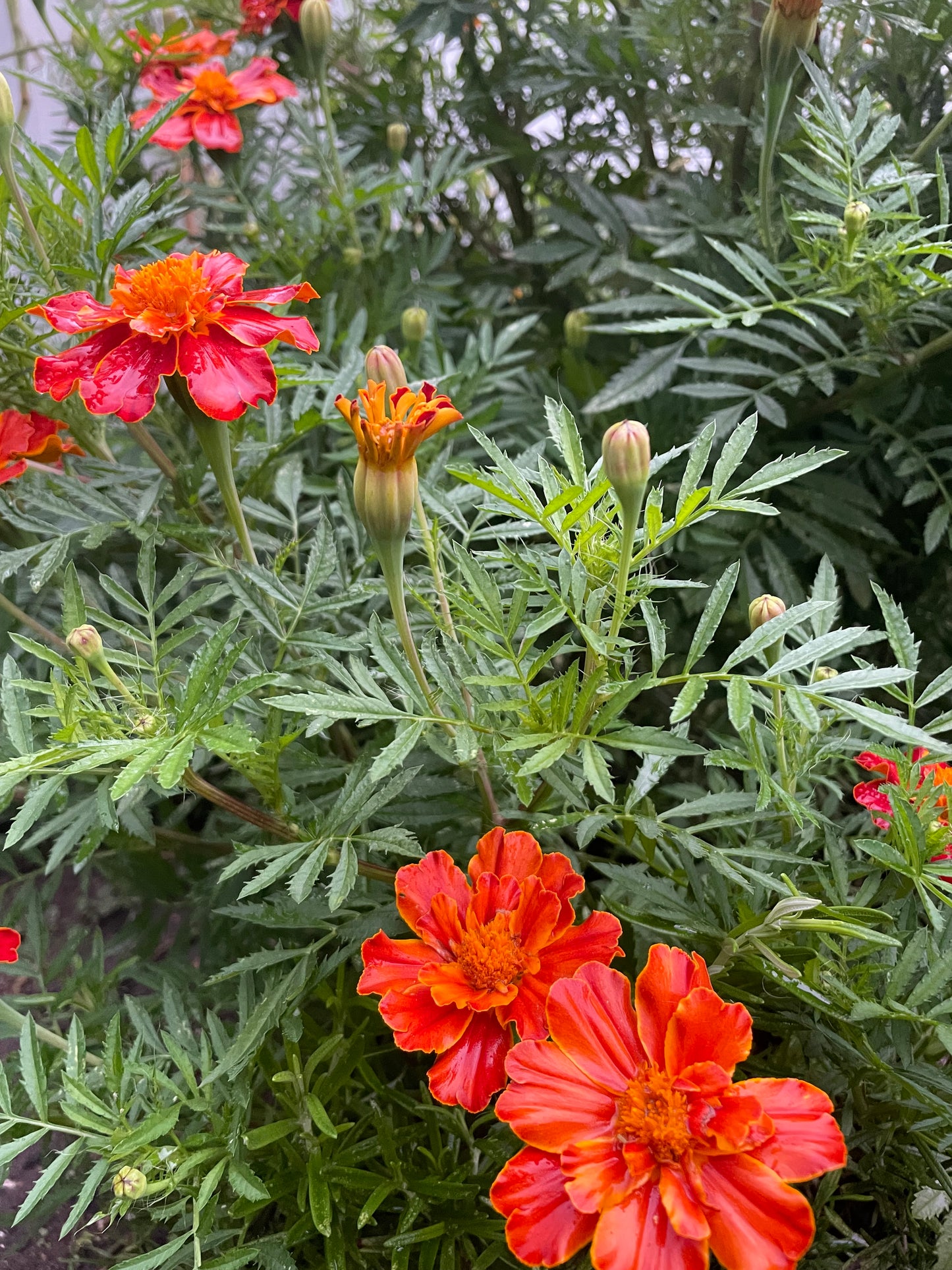 Organic Heirloom Marigold Flower Seeds Annual Edible Flower Seed Pack Insect Repelling Bee attracting Garden Gift Idea Pollinator Non GMO