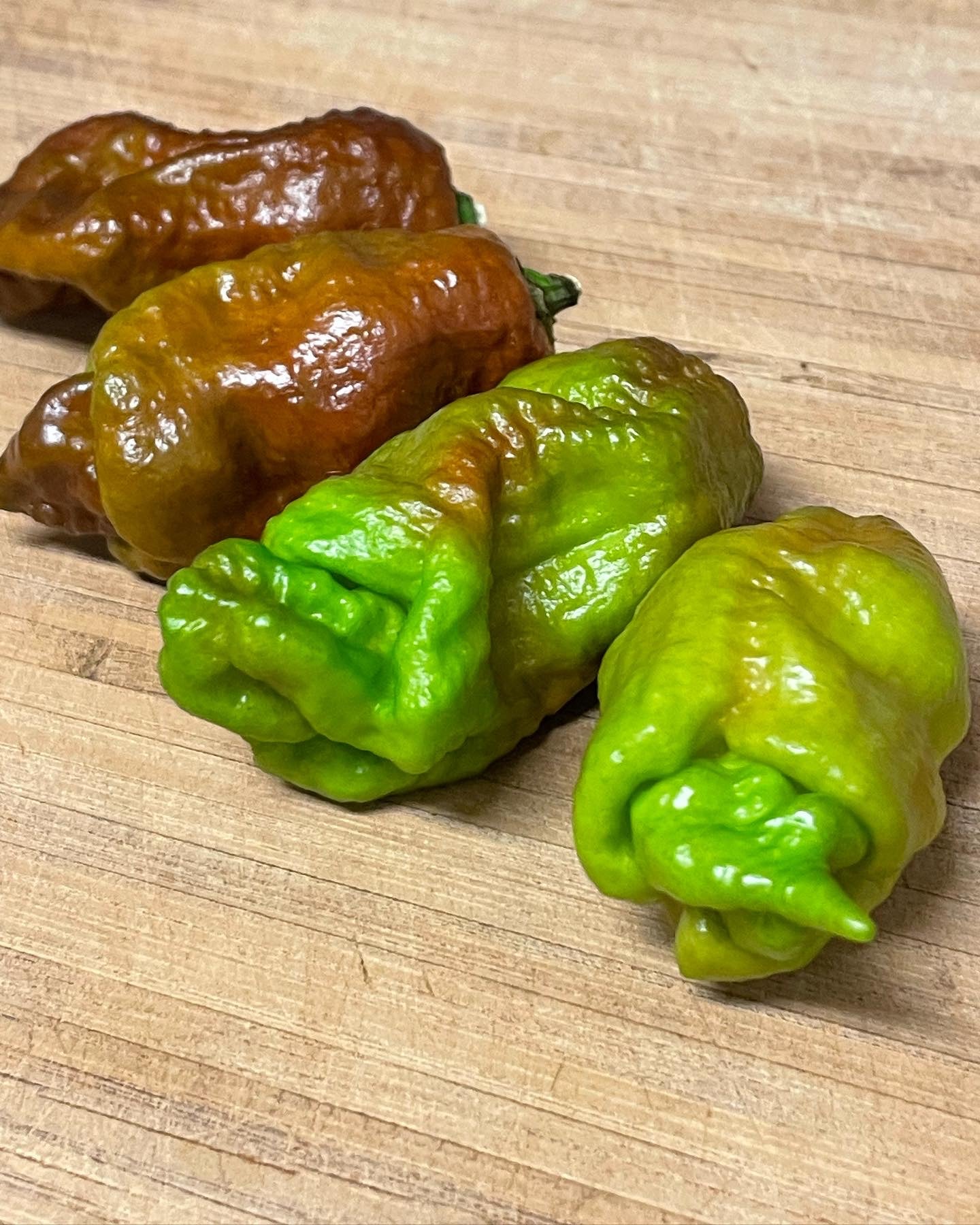 Rare Amnesia Hot Peppers - Hot Pepper Crossbreed