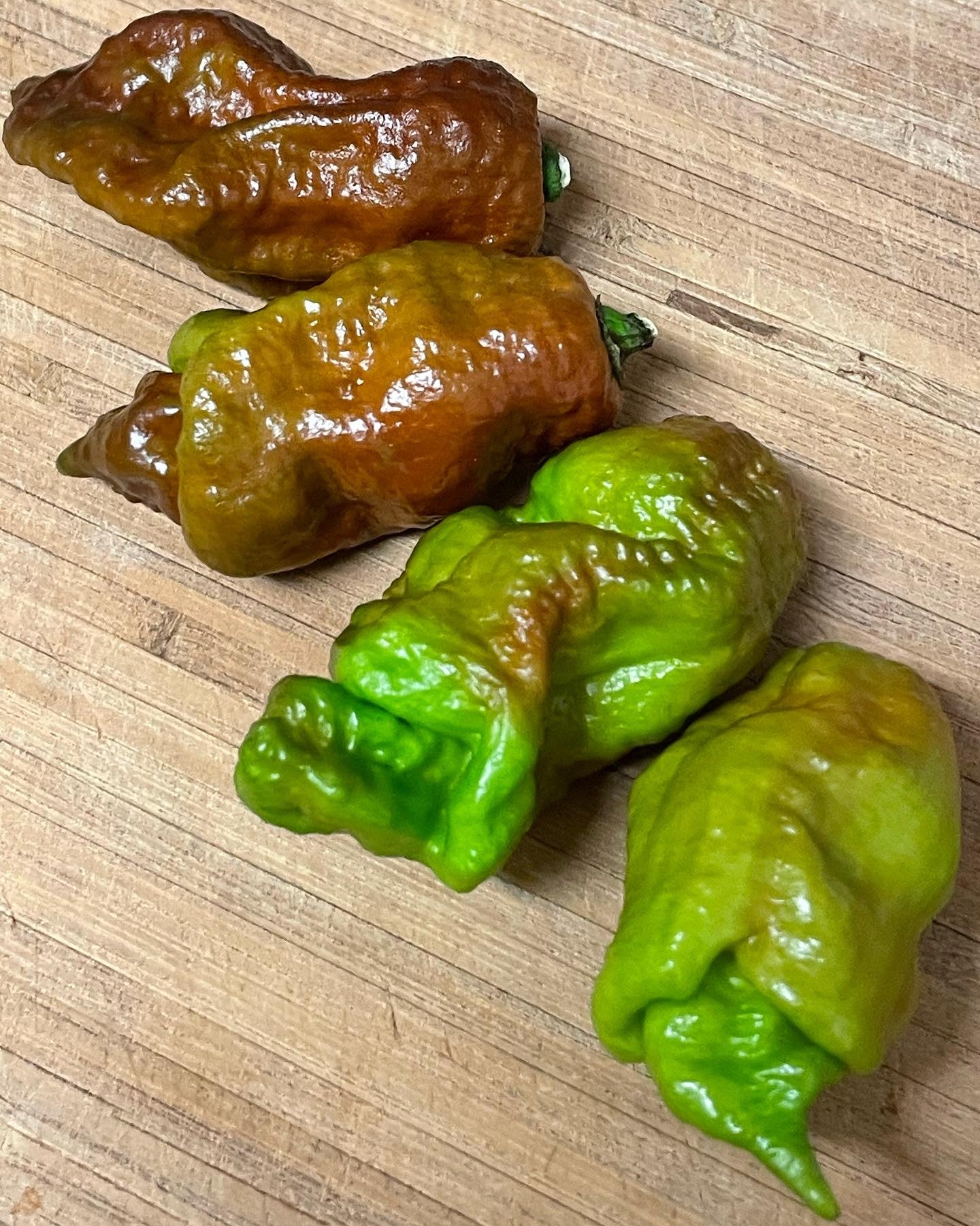 Rare Amnesia Hot Peppers - Hot Pepper Crossbreed