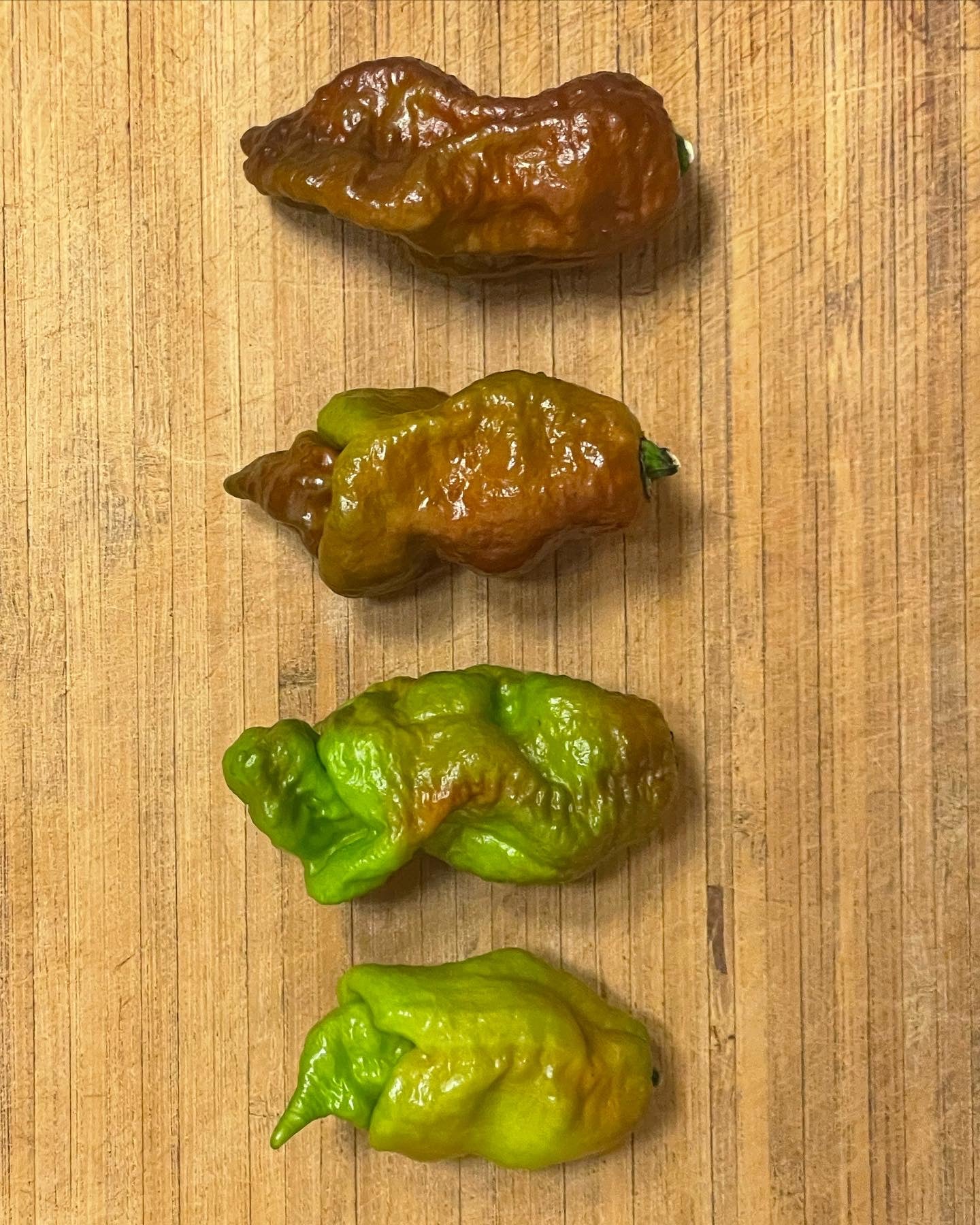 Rare Amnesia Hot Peppers - Hot Pepper Crossbreed