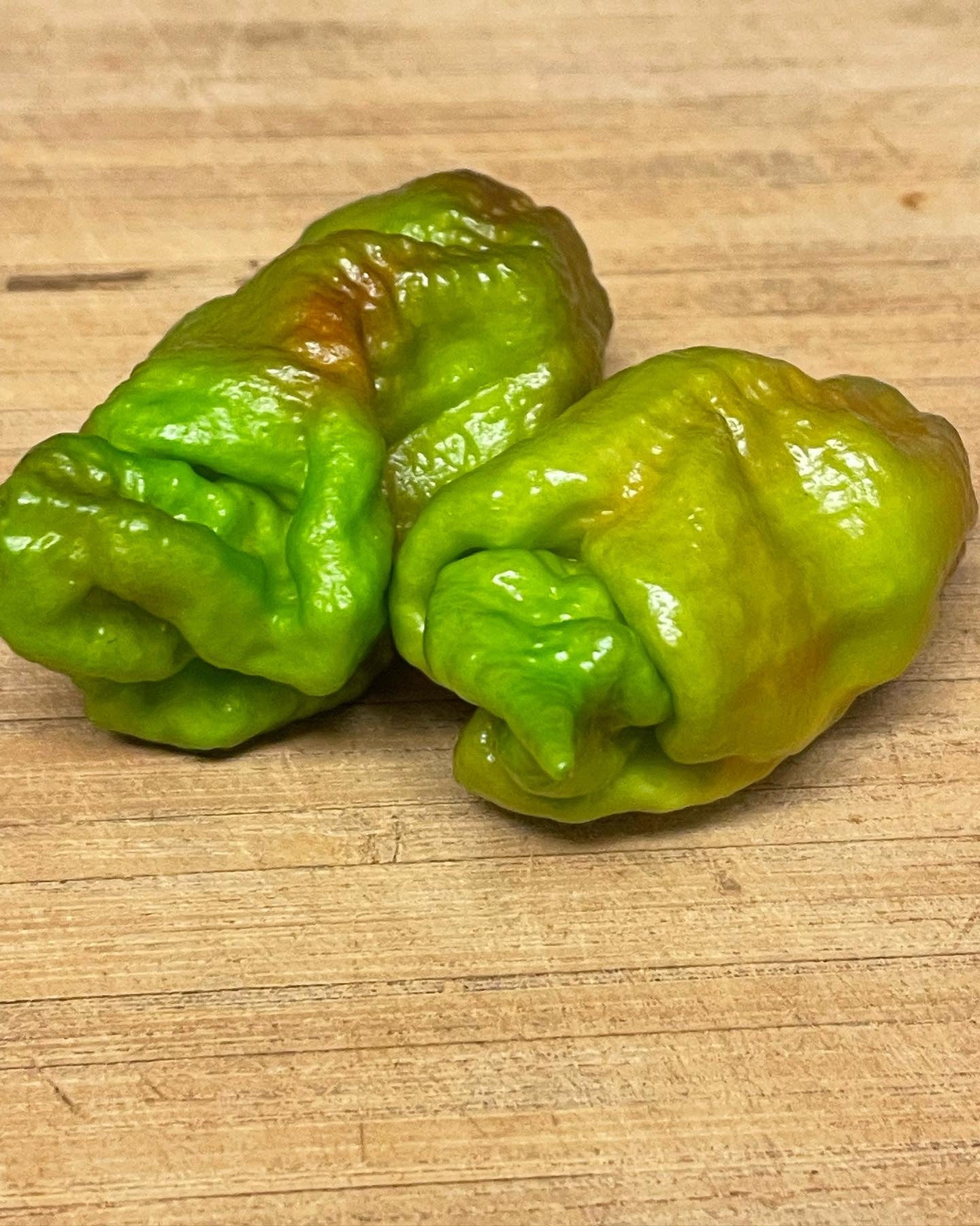 Rare Amnesia Hot Peppers - Hot Pepper Crossbreed